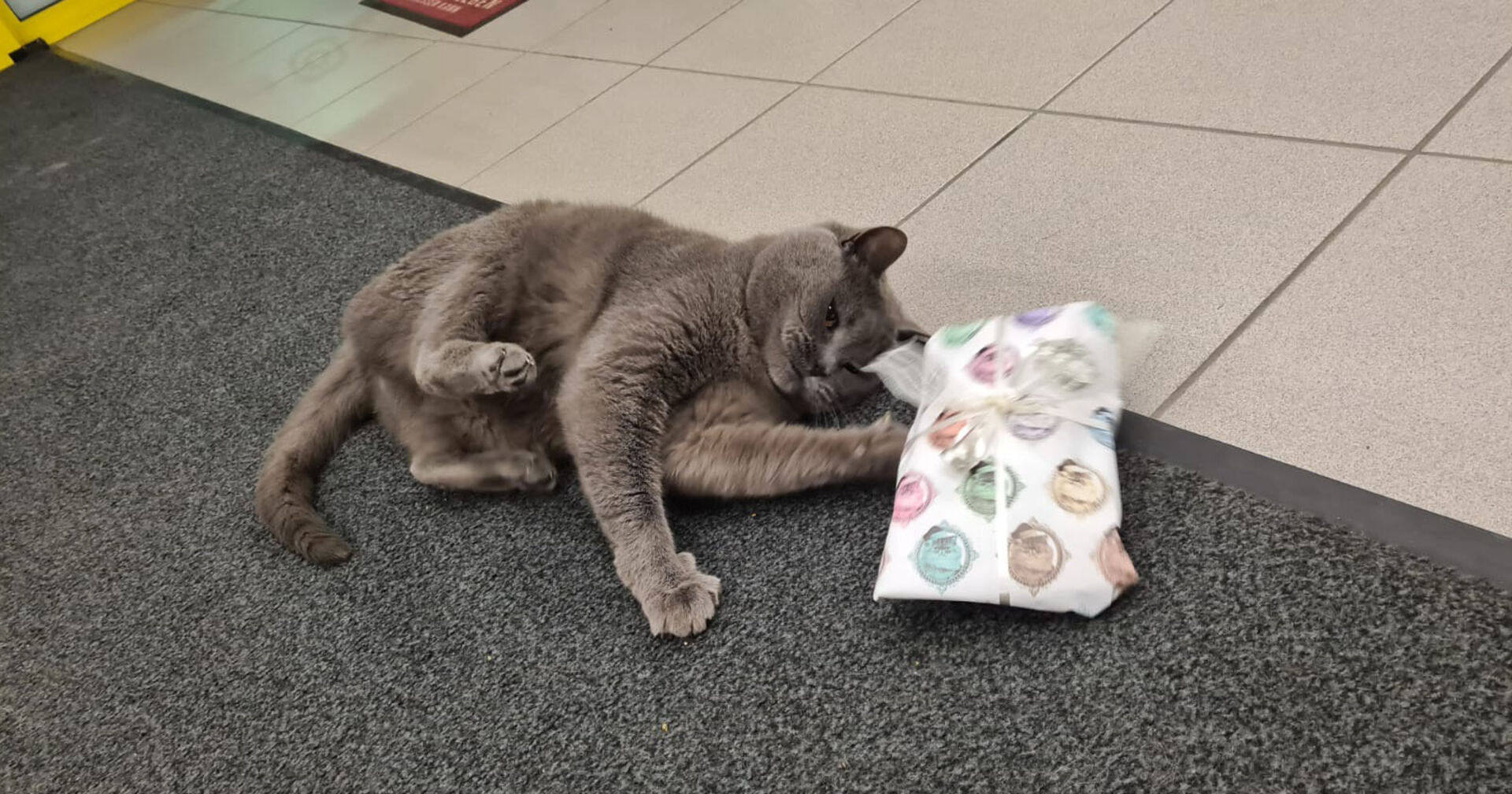 Katze Corona spielt mit Weihnachtsgeschenk | Credit: Lilli Platzer