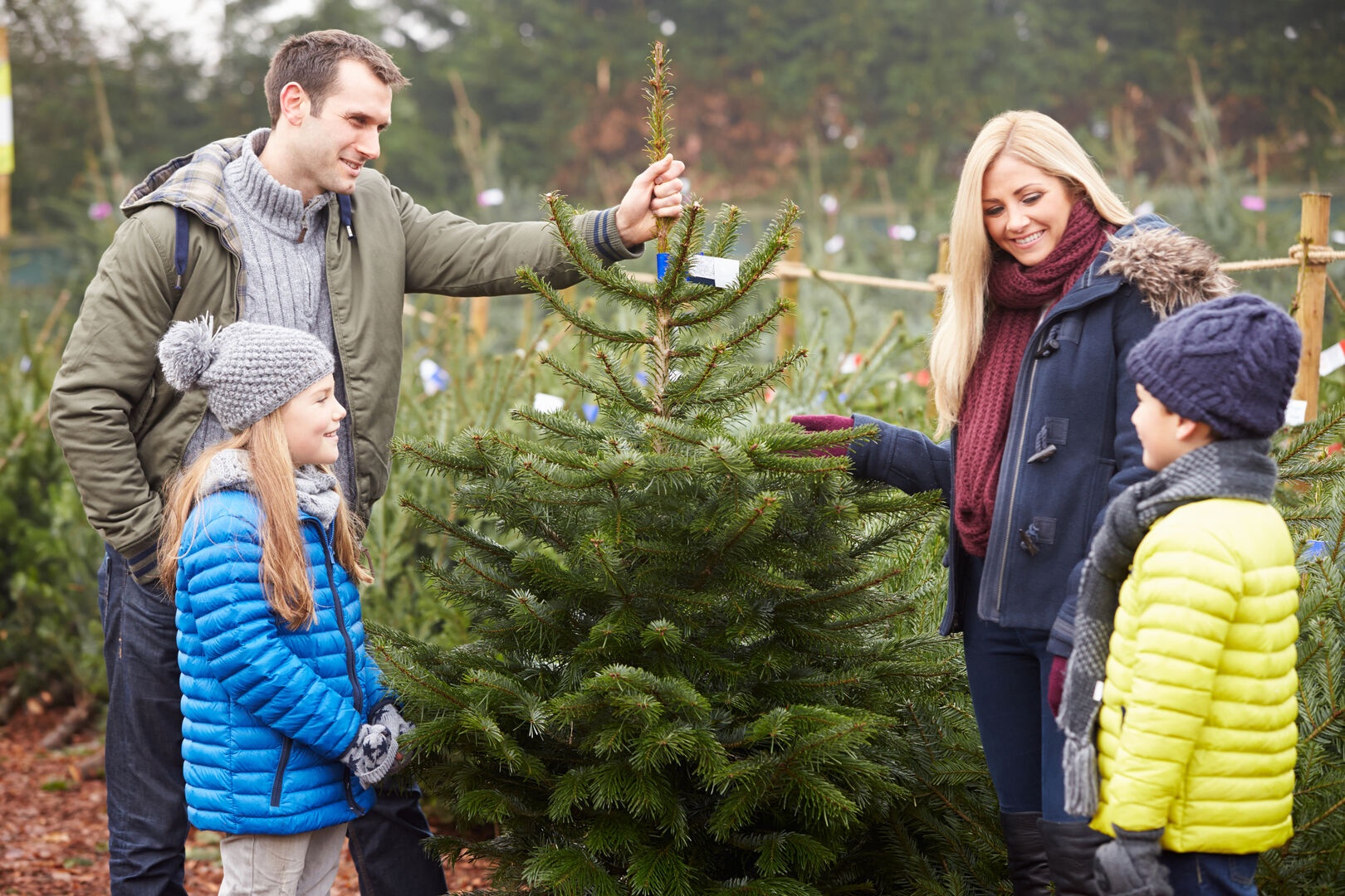 Eine Familie sucht sich einen Christbaum aus