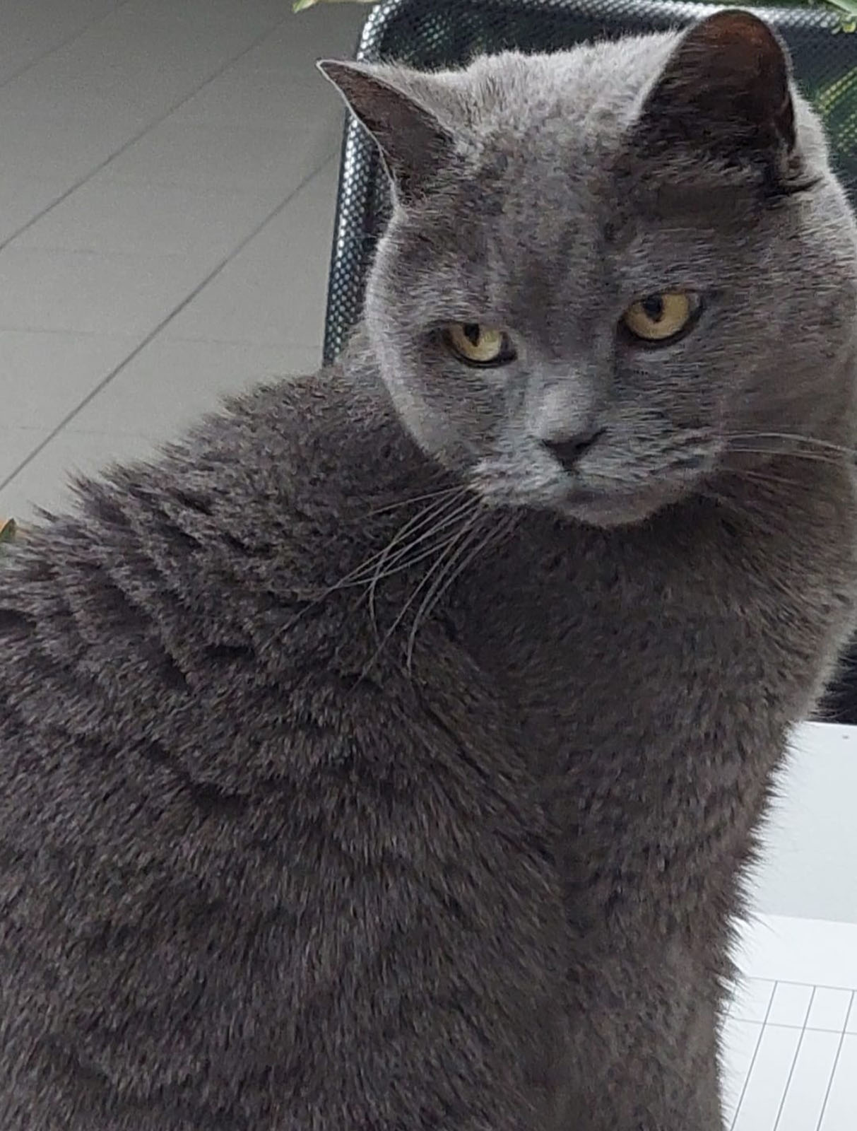 Katze Corona | Credit: Lilli Platzer