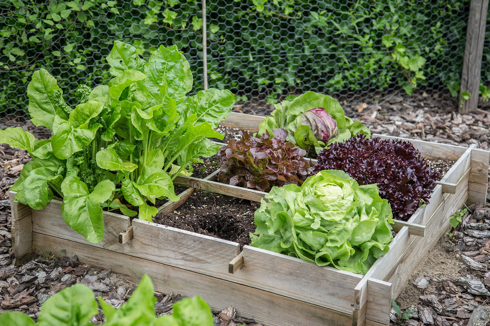 Salat im Garten | Credit: iStock.com/HildaWeges
