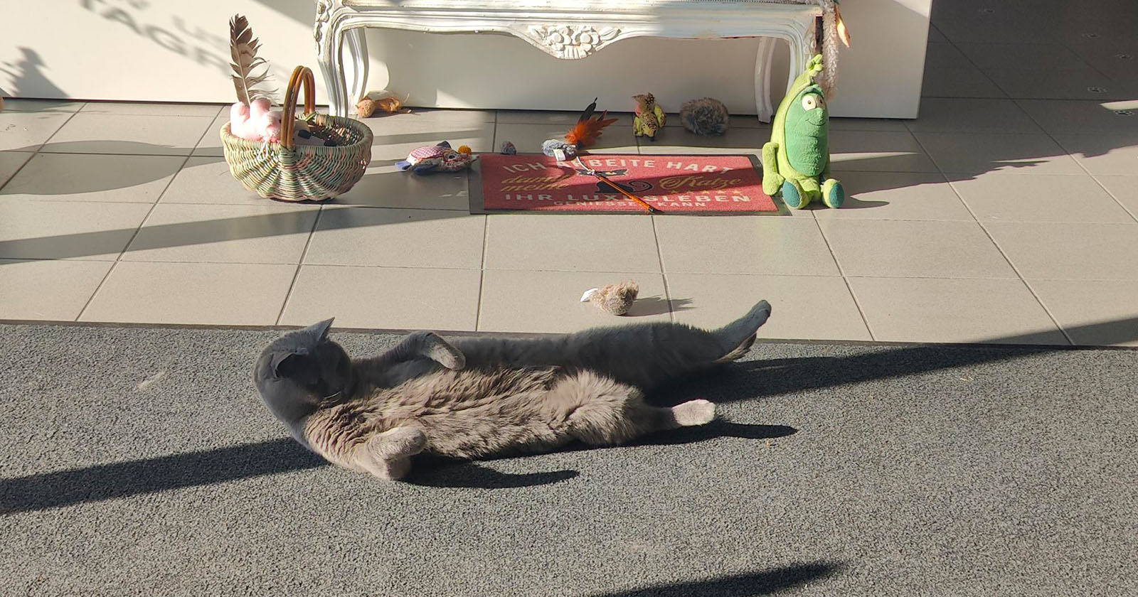 Katze Corona liegt am Rücken | Credit: Lilli Platzer