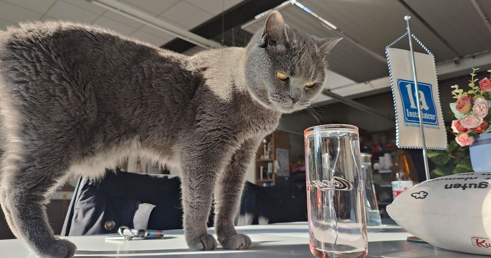 Corona beäugt ein Wasserglas | Credit: Lilli Platzer