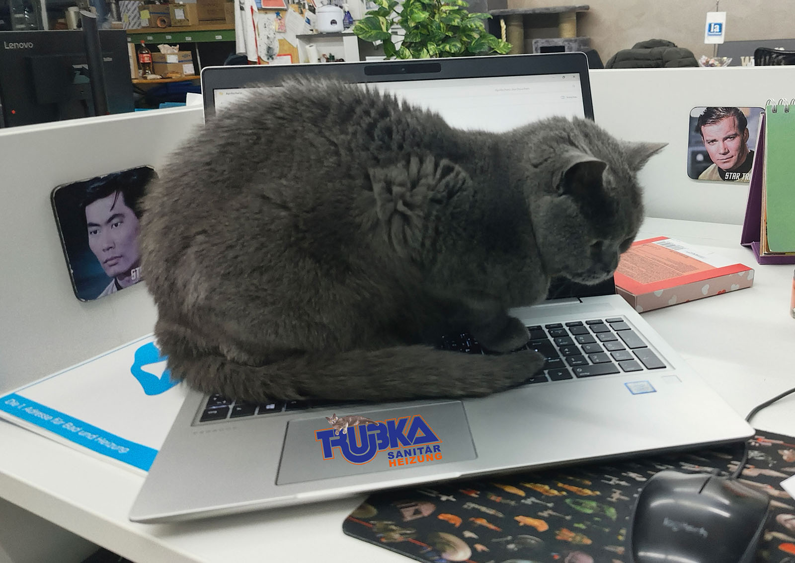 Corona schläft auf einem Notebook | Credit: Lilli Platzer