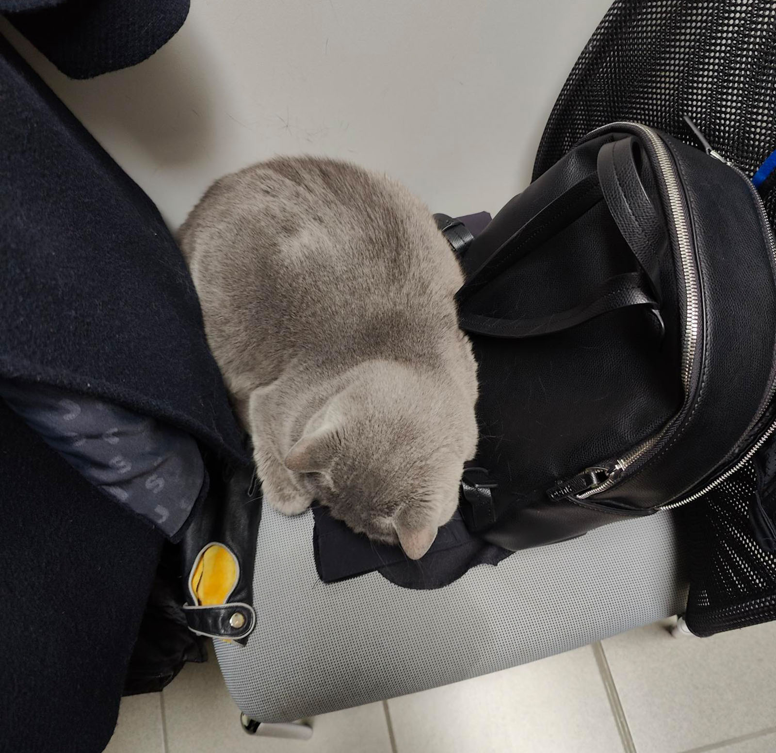 Corona sitzt in einem Rucksack | Credit: Lilli Platzer