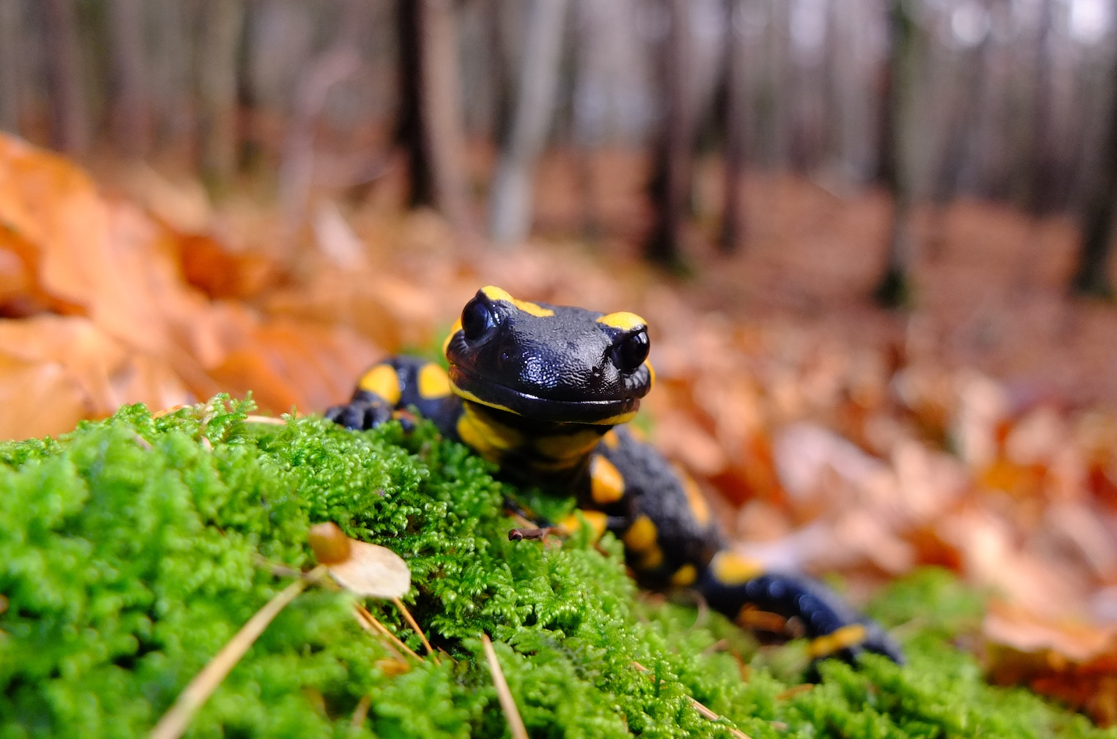 Feuersalamander