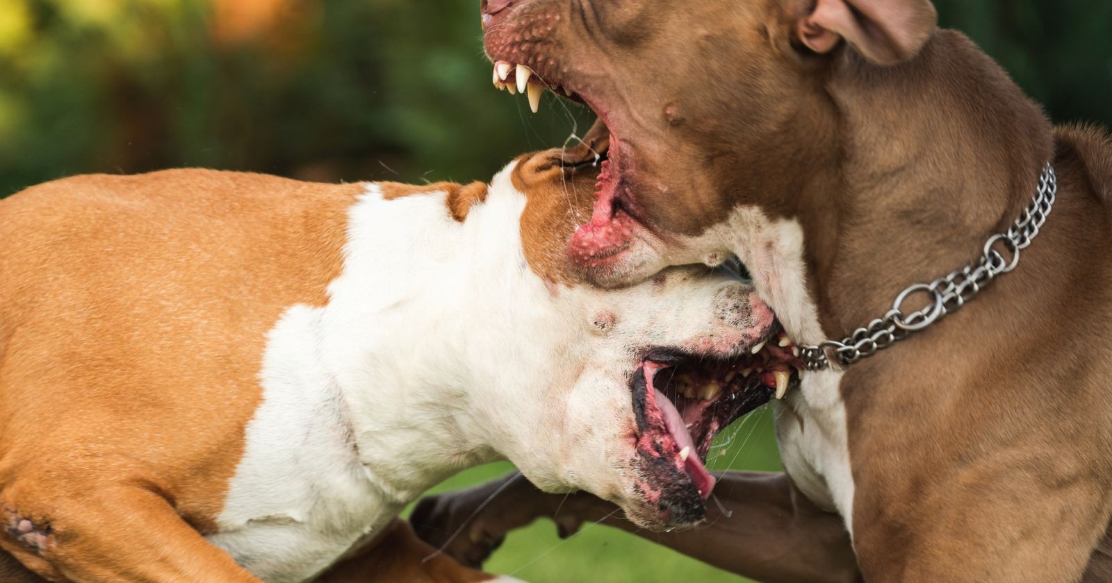 Zwei Pitbullterrier während eines Kampfes