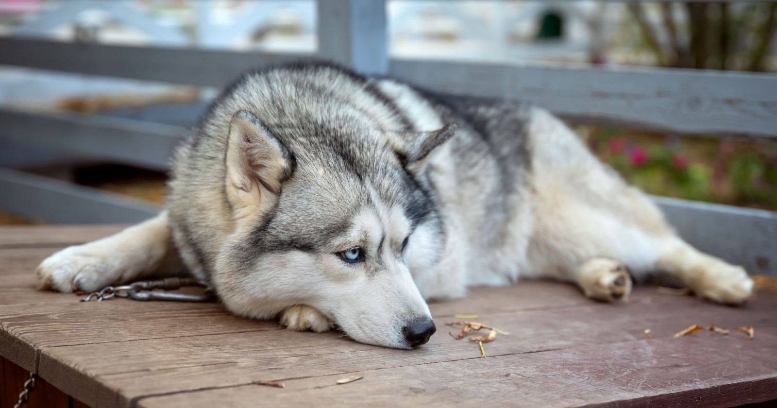 Husky
