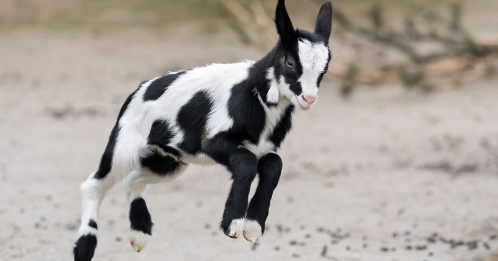 Ziege springt