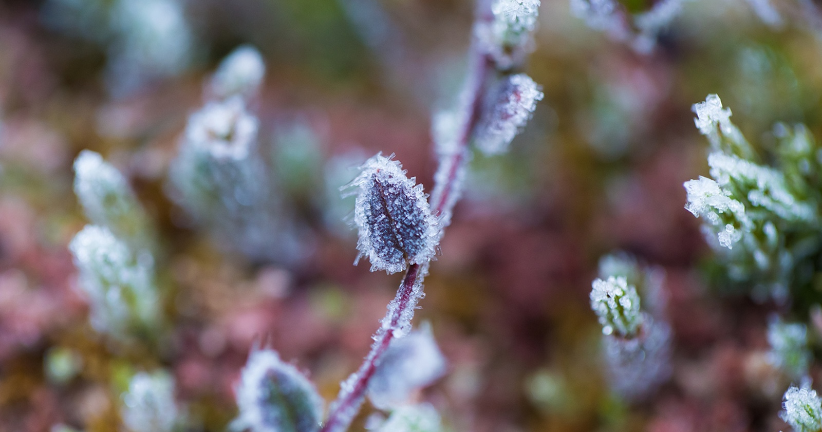 Eine Knospe mit Frost.