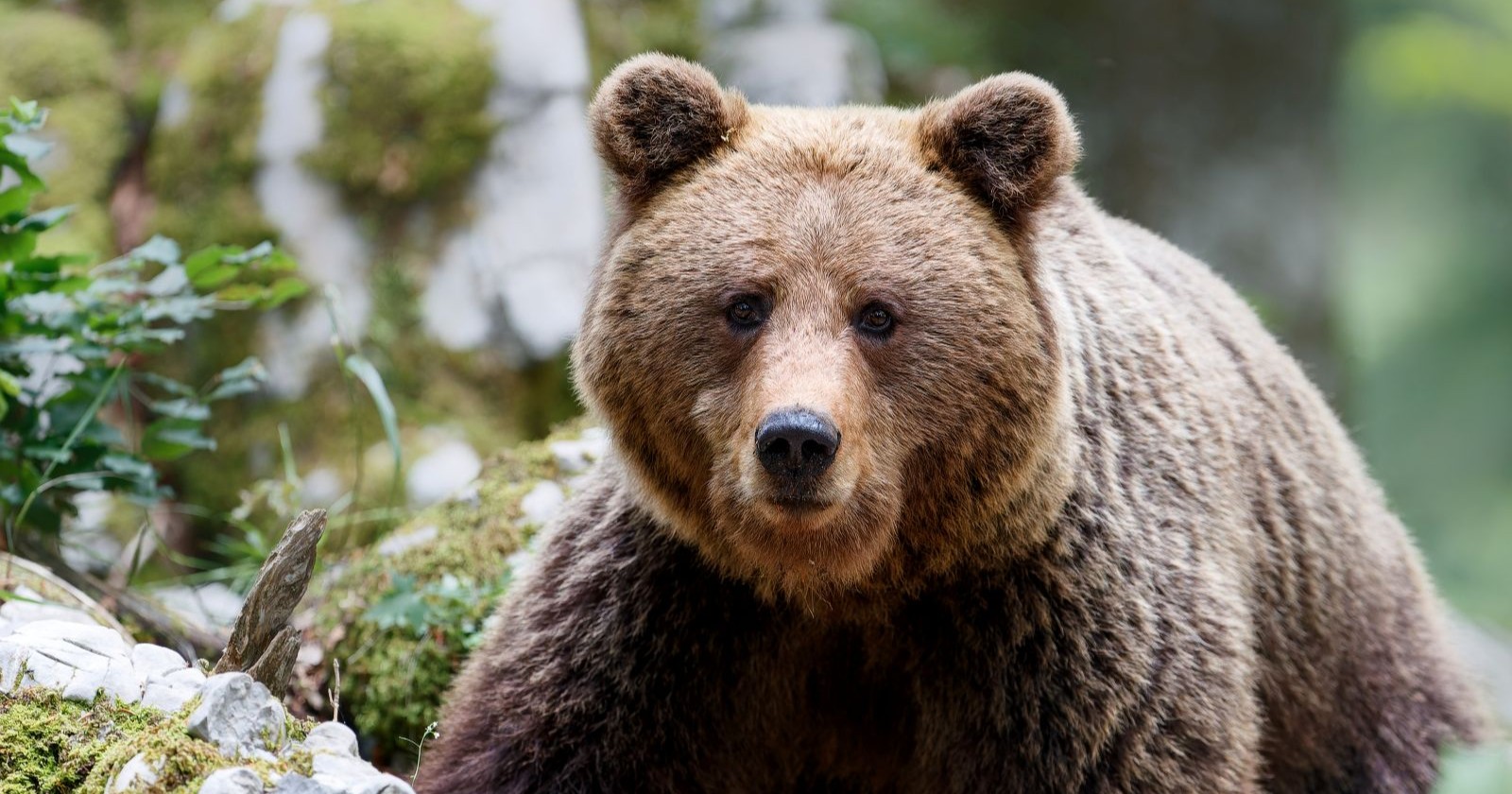 Braunbär im Wald