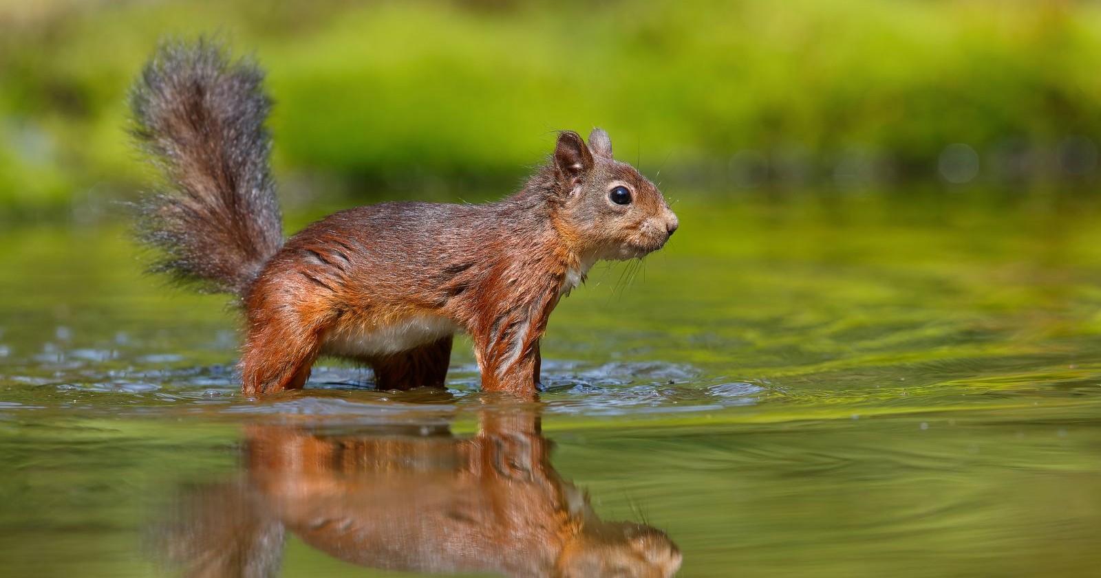 Ein Eichhörnchen im Wasser.