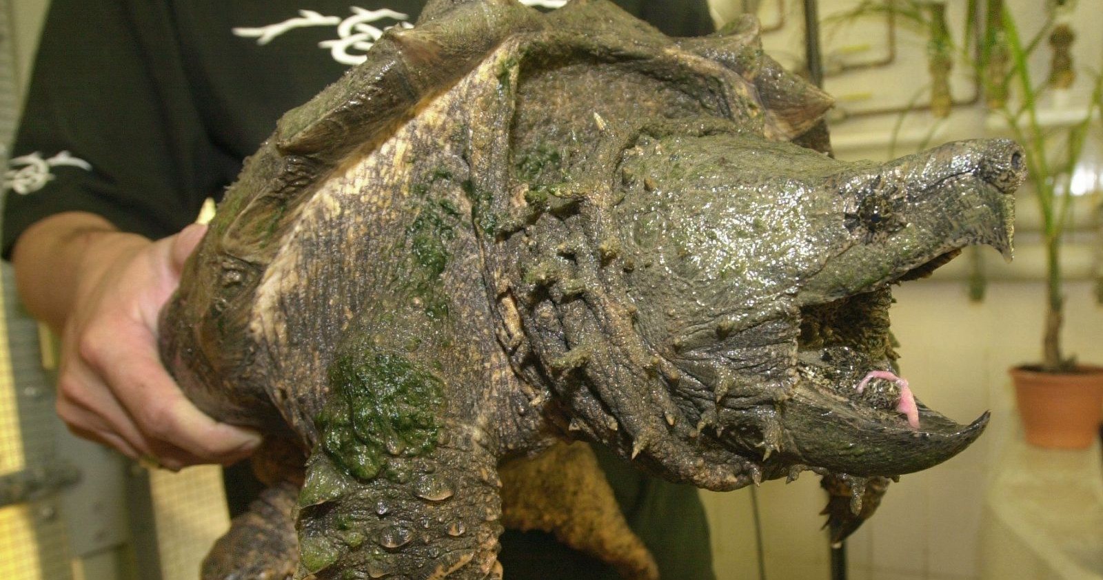 Ein Mann hält eine große Geierschildkröte in den Händen.