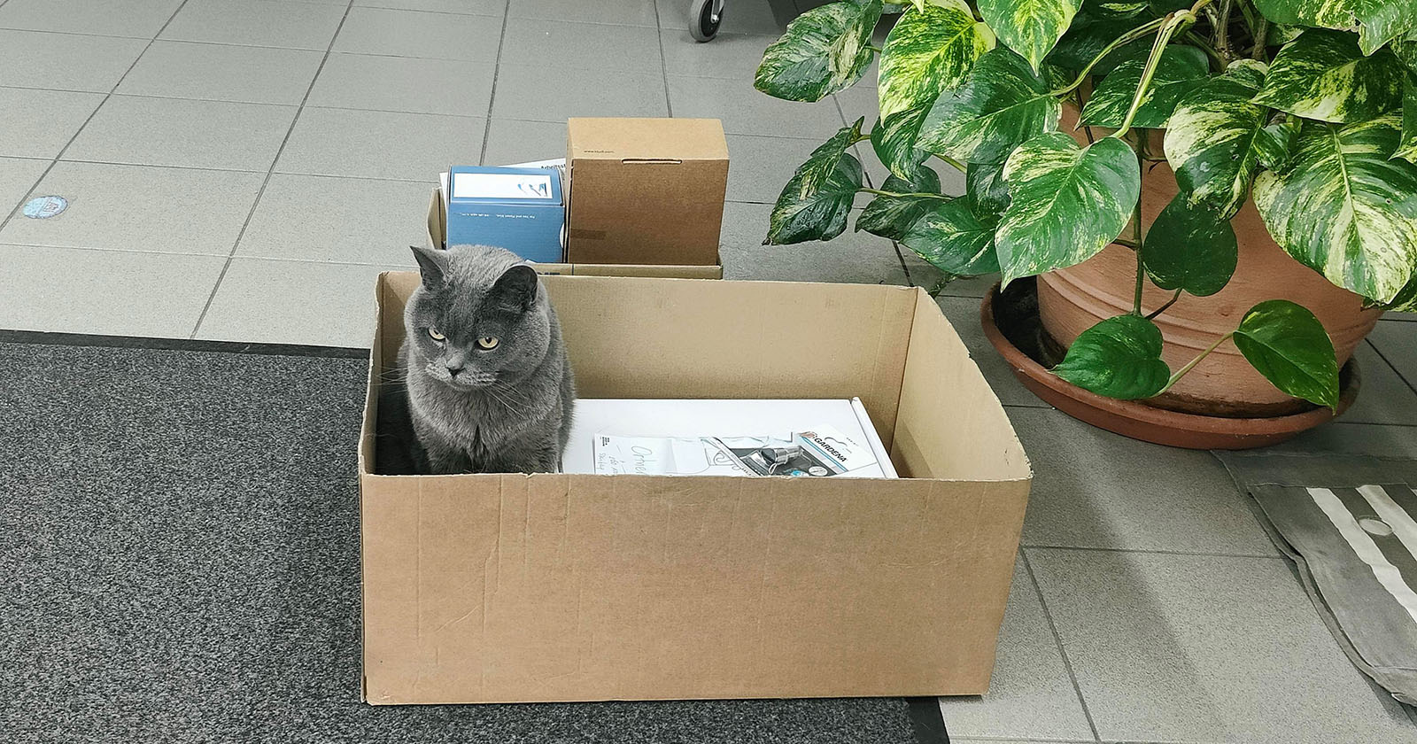 Katze Corona sitzt in einer Kartonschachtel | Credit: Lilli Platzer