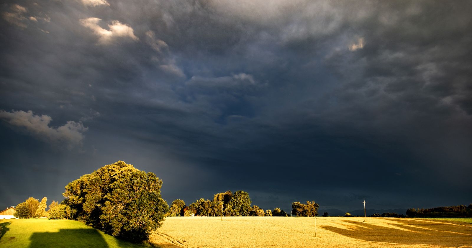 Unwetter: dunkler, bewölkter Himmel über einem gelb-leuchtenden Feld mit Baum