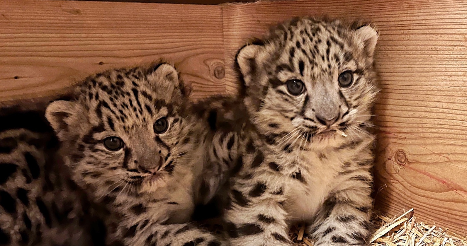 Jung, selten, wertvoll: Die zwei Schneeleoparden-Babys gelten als Hoffnung für den Artenschutz.