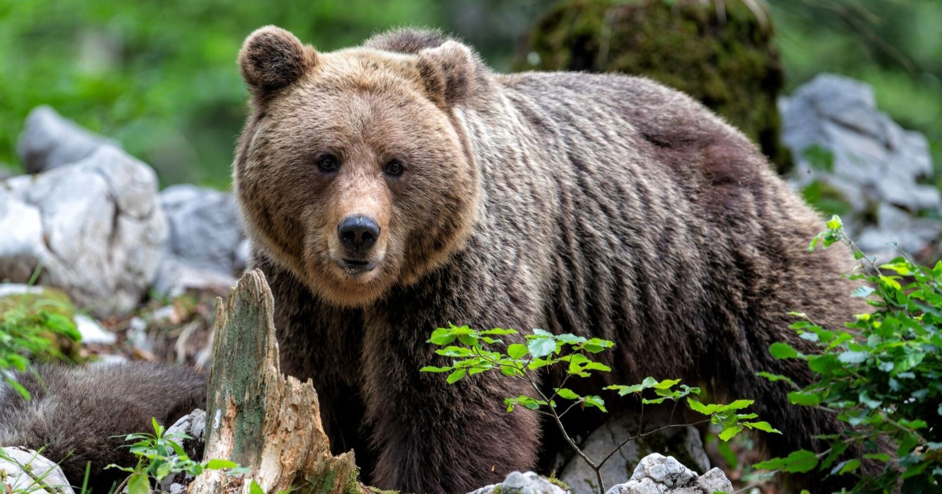 Braunbär im Wald zwischen Steinen und Pflanzen