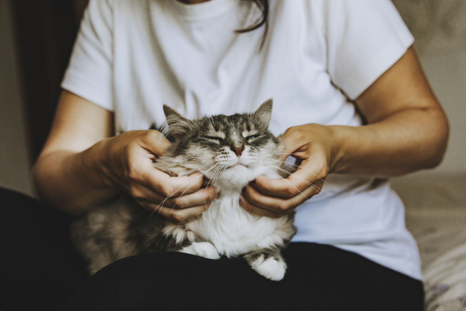 Mensch streichelt Katze