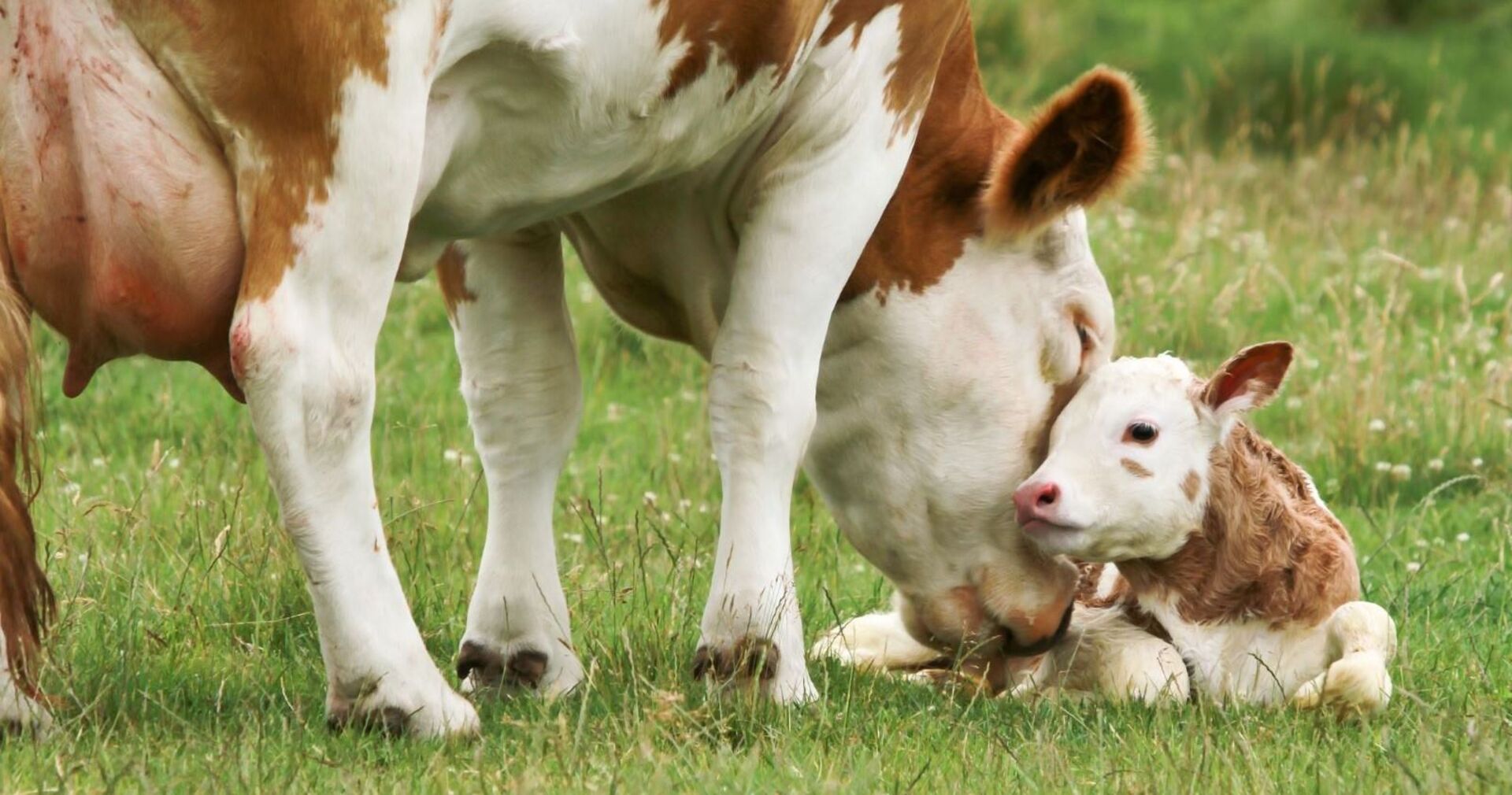 Alarm wegen Lumpy Skin Disease: Behörden rüsten sich.