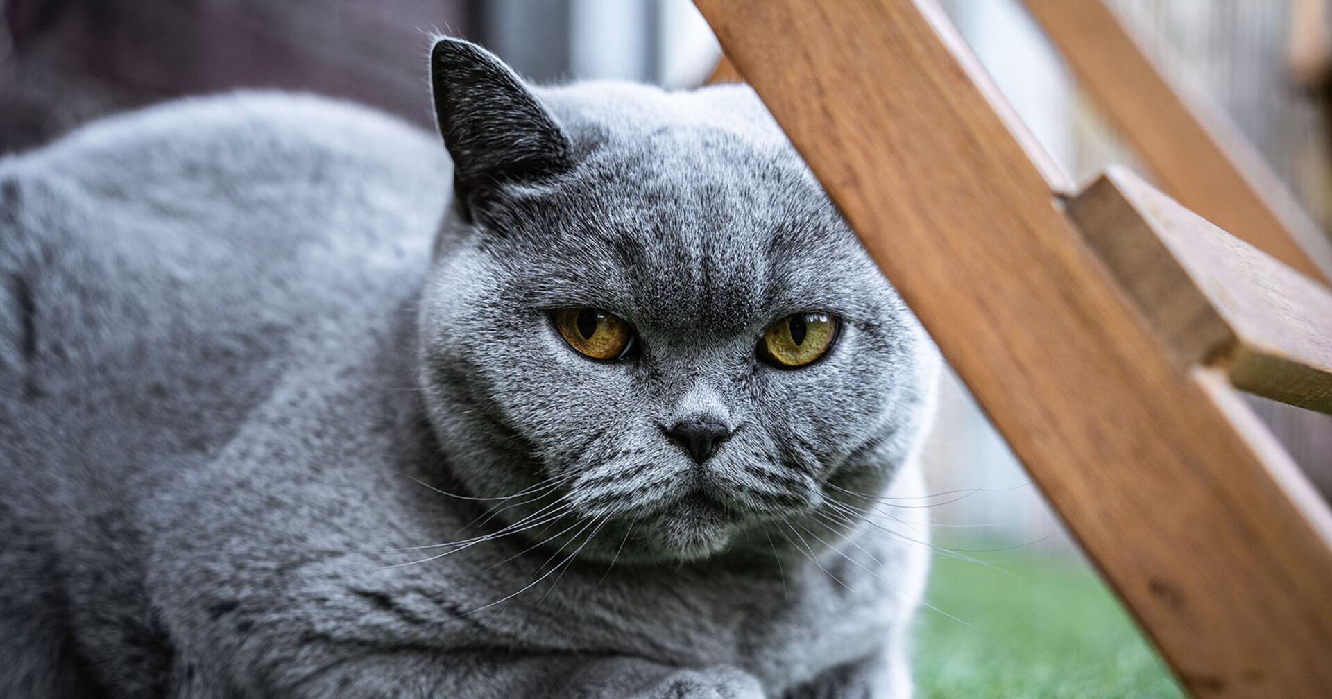 Katze sitzt unter einer Leiter | Credit: iStock.com/Jonas Wachholz