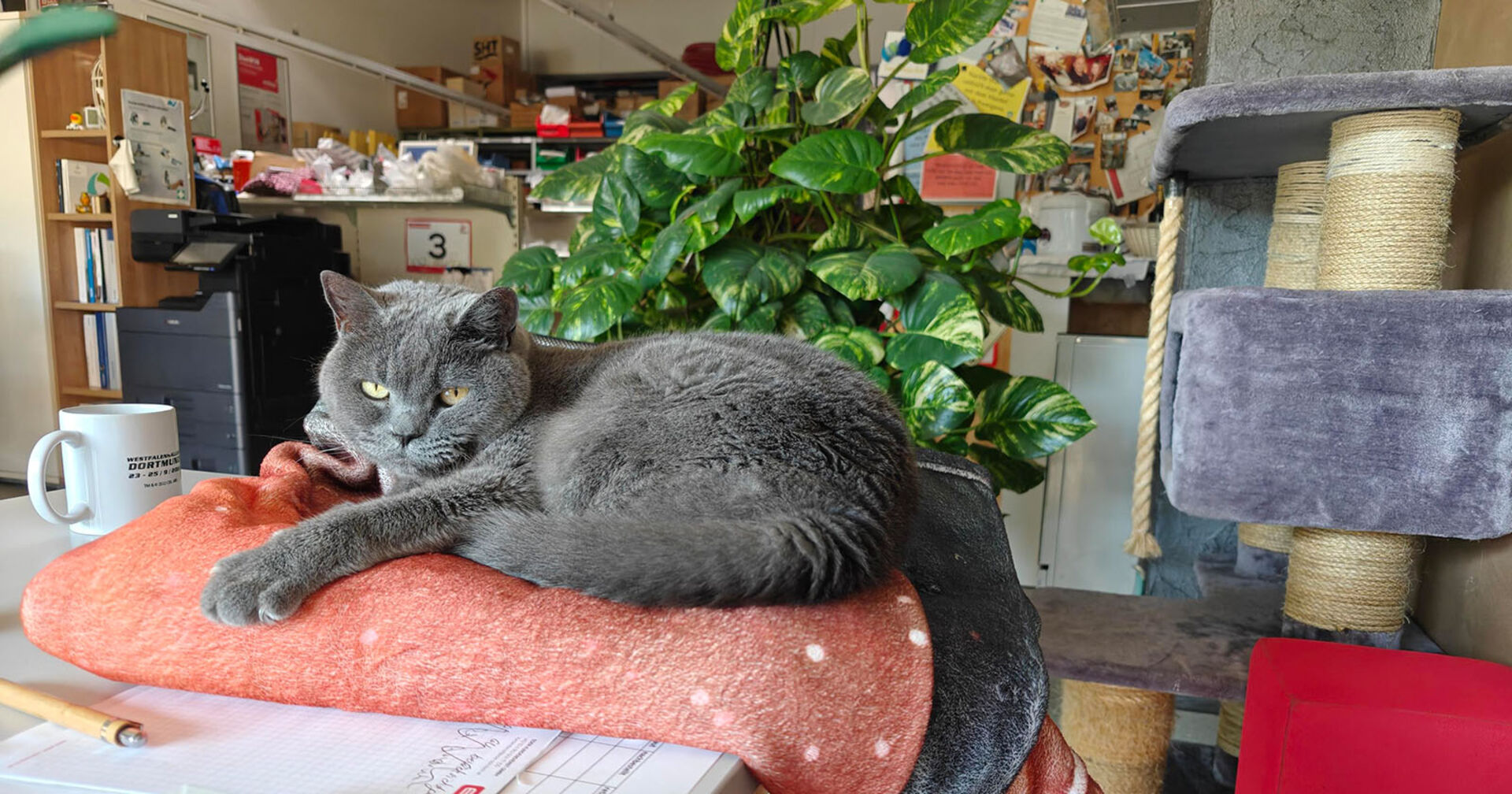 Katze Corona liegt auf einer Decke | Credit: Lilli Platzer