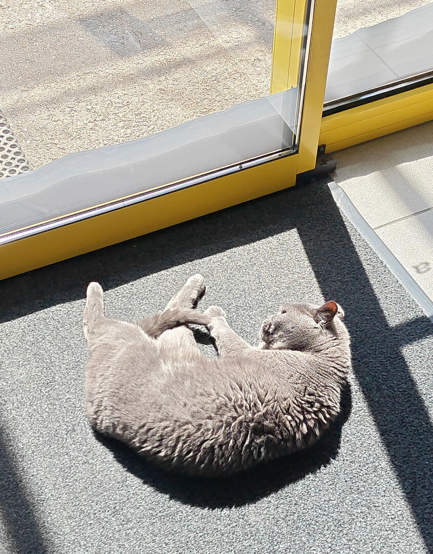 Corona liegt in der Sonne | Credit: Lilli Platzer