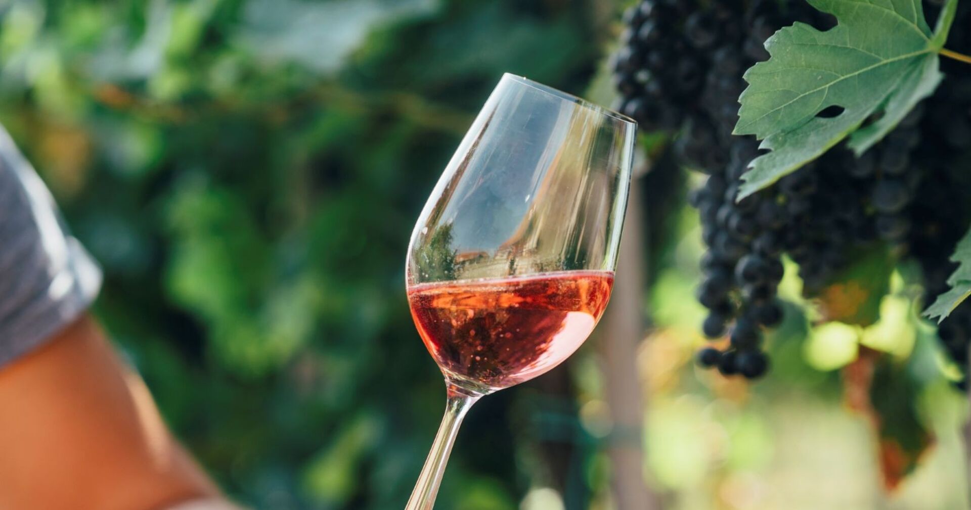 Mann bei Weinprobe auf einem Weinfeld mit einem Glas in seiner Hand