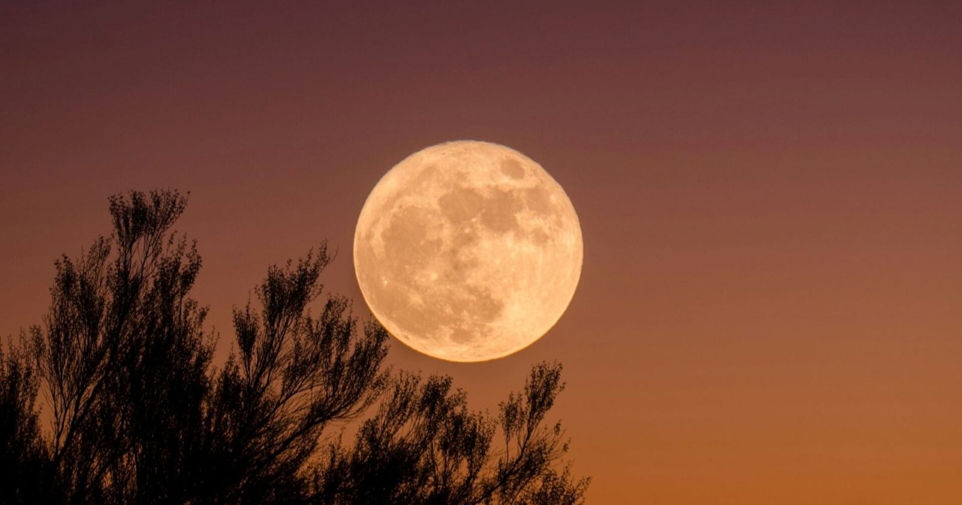 Großer, goldener Vollmond bei Sonnenuntergang über dunklen Baumwipfeln vor orangefarbenem Himmel.