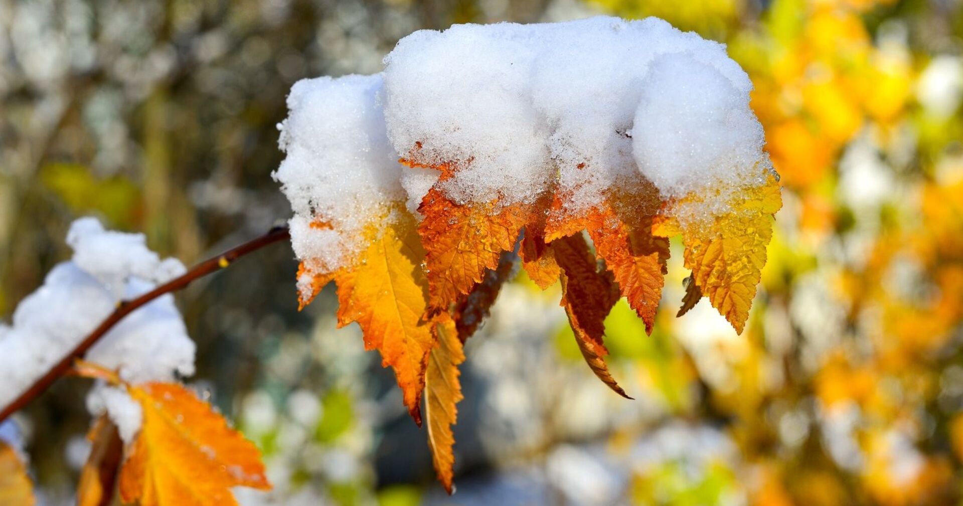 Bauernregel September – verschneite Herbstblätter symbolisieren Wettervorhersagen für Winter und weiße Weihnachten.