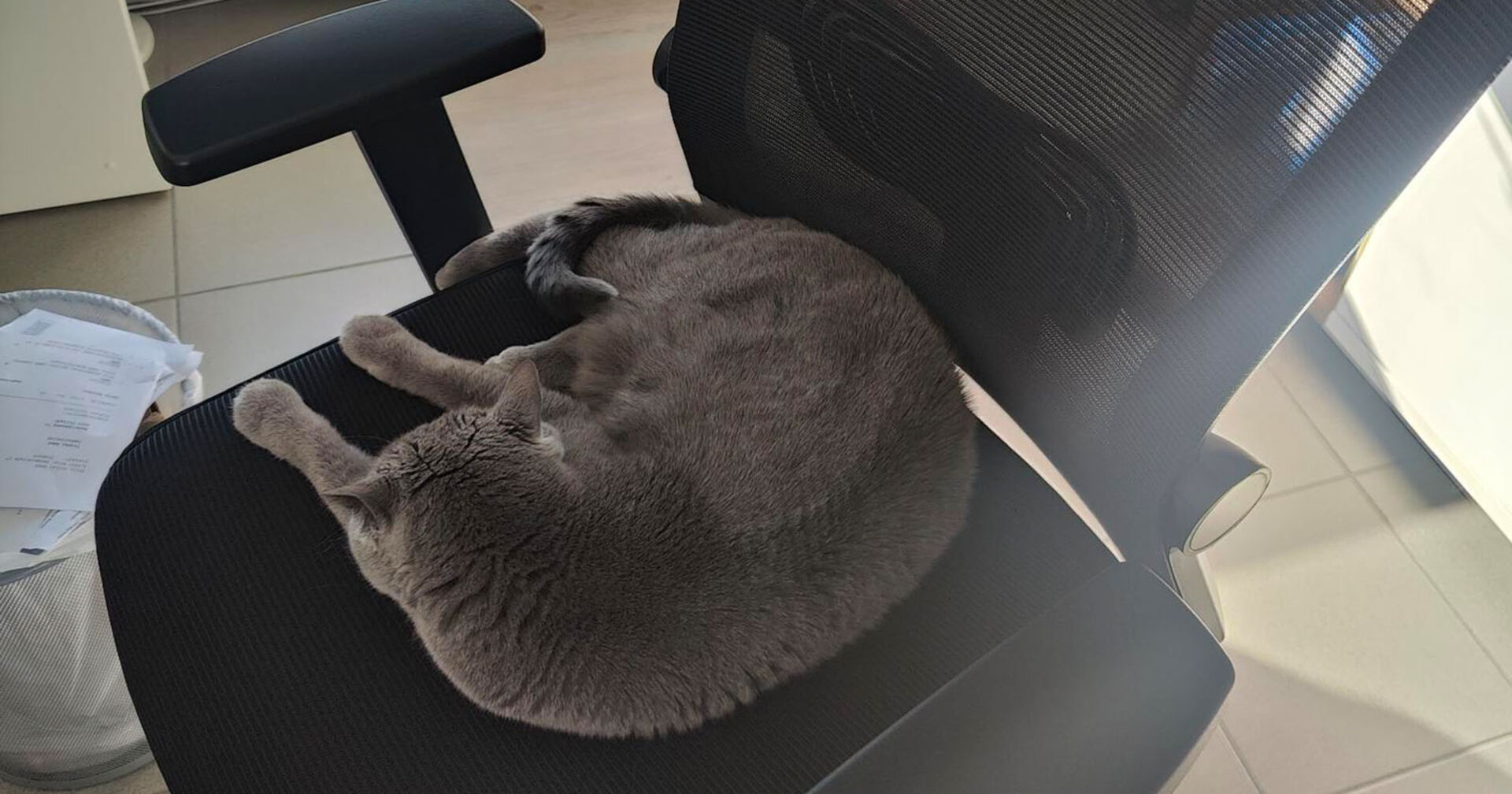 Corona liegt auf einem Bürosessel | Credit: Lilli Platzer