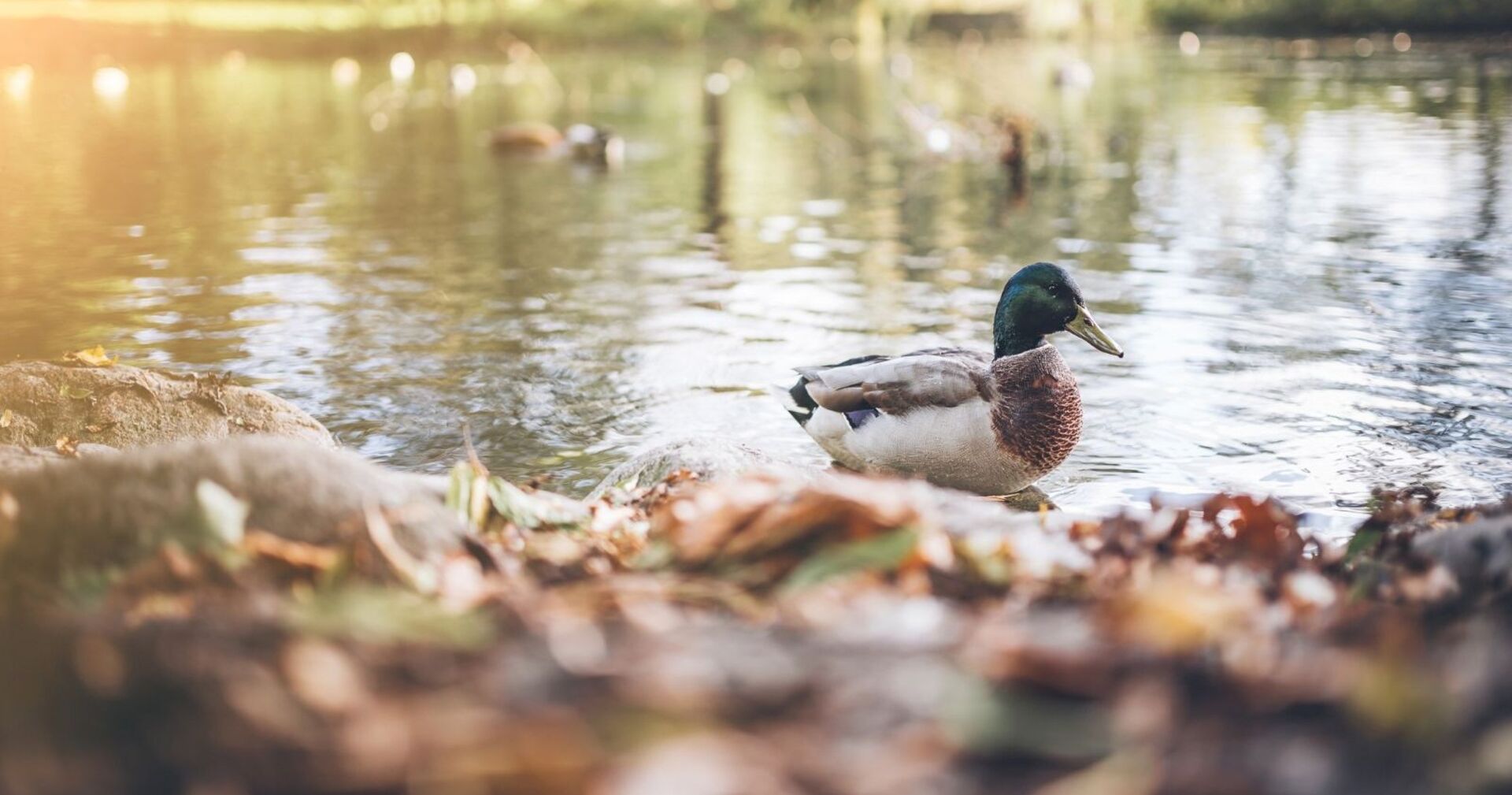 Eine Ente in einem Teich.