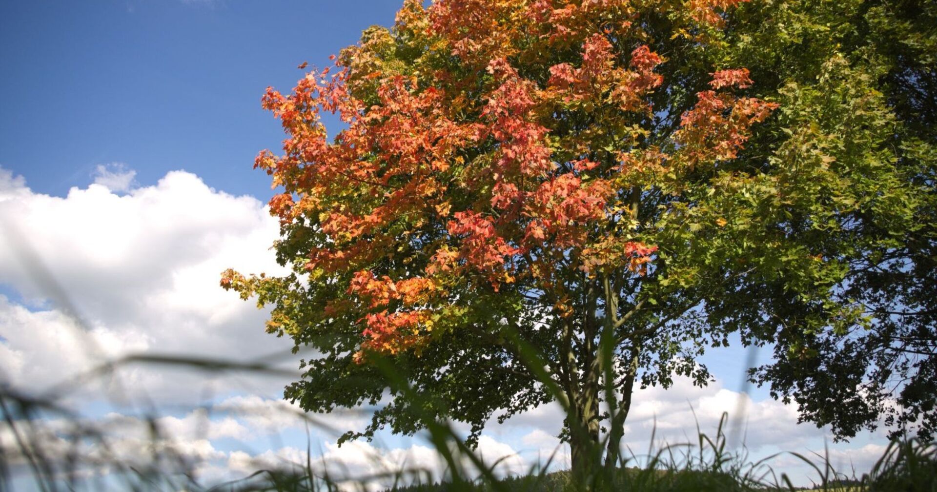 Herbstbeginn 2025: Baum mit grün-roten Blättern vor blauem Himmel mit Wolken.