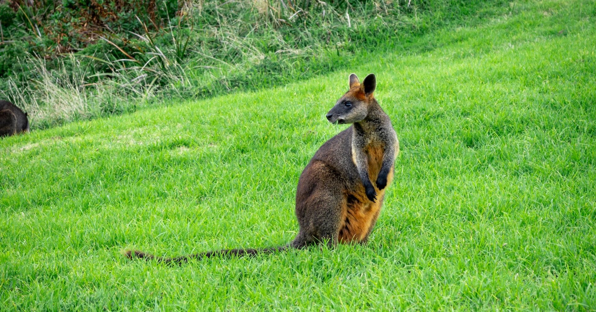 Eine Wallaby sitzt in einer Wiese.