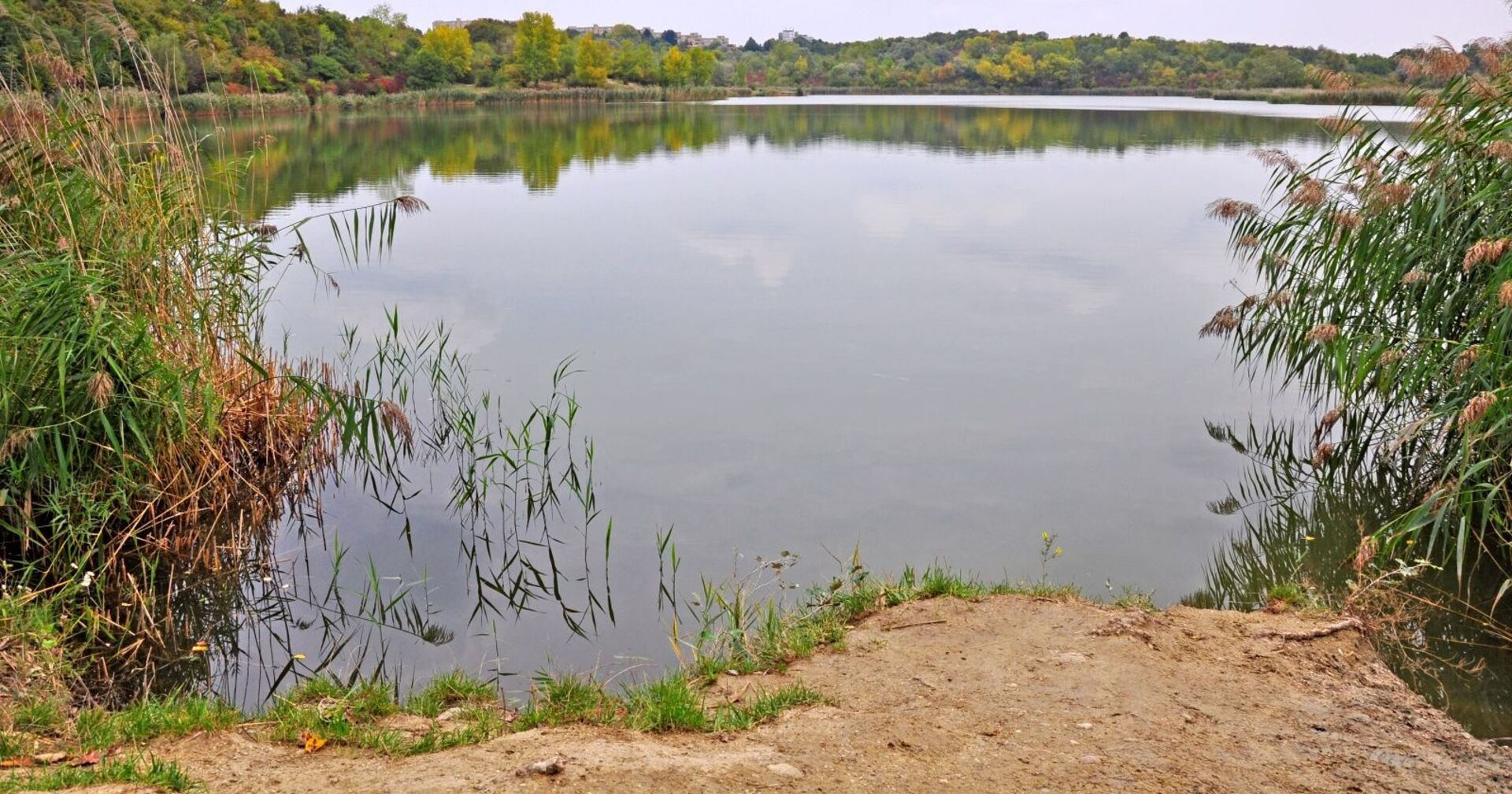 Blick auf den Wienerberg-Teich in Wien-Favoriten, umgeben von Schilf und Bäumen, ruhige Wasseroberfläche, Aufnahme vom Ufer aus.