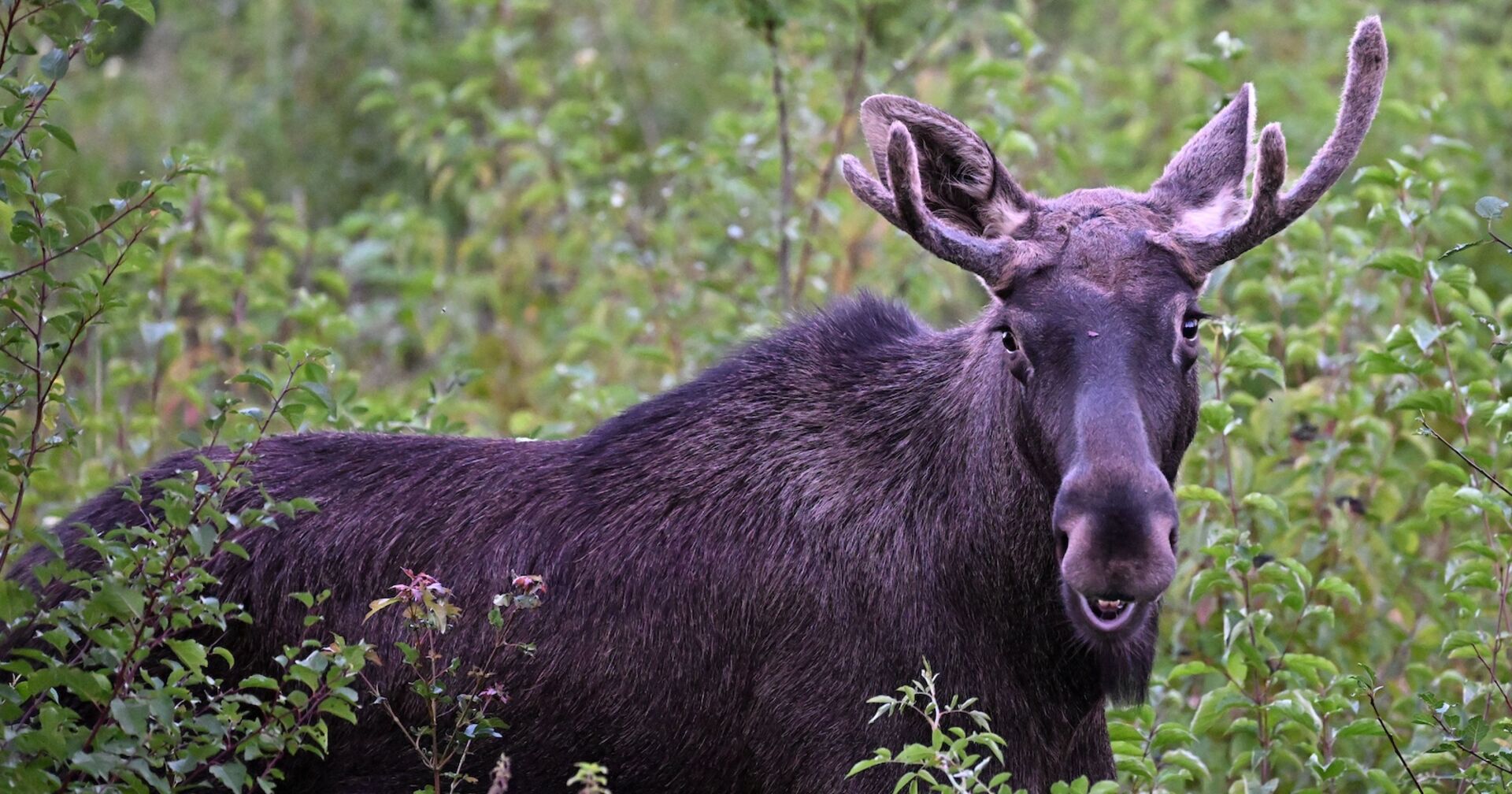 Elch Emil in Österreich.