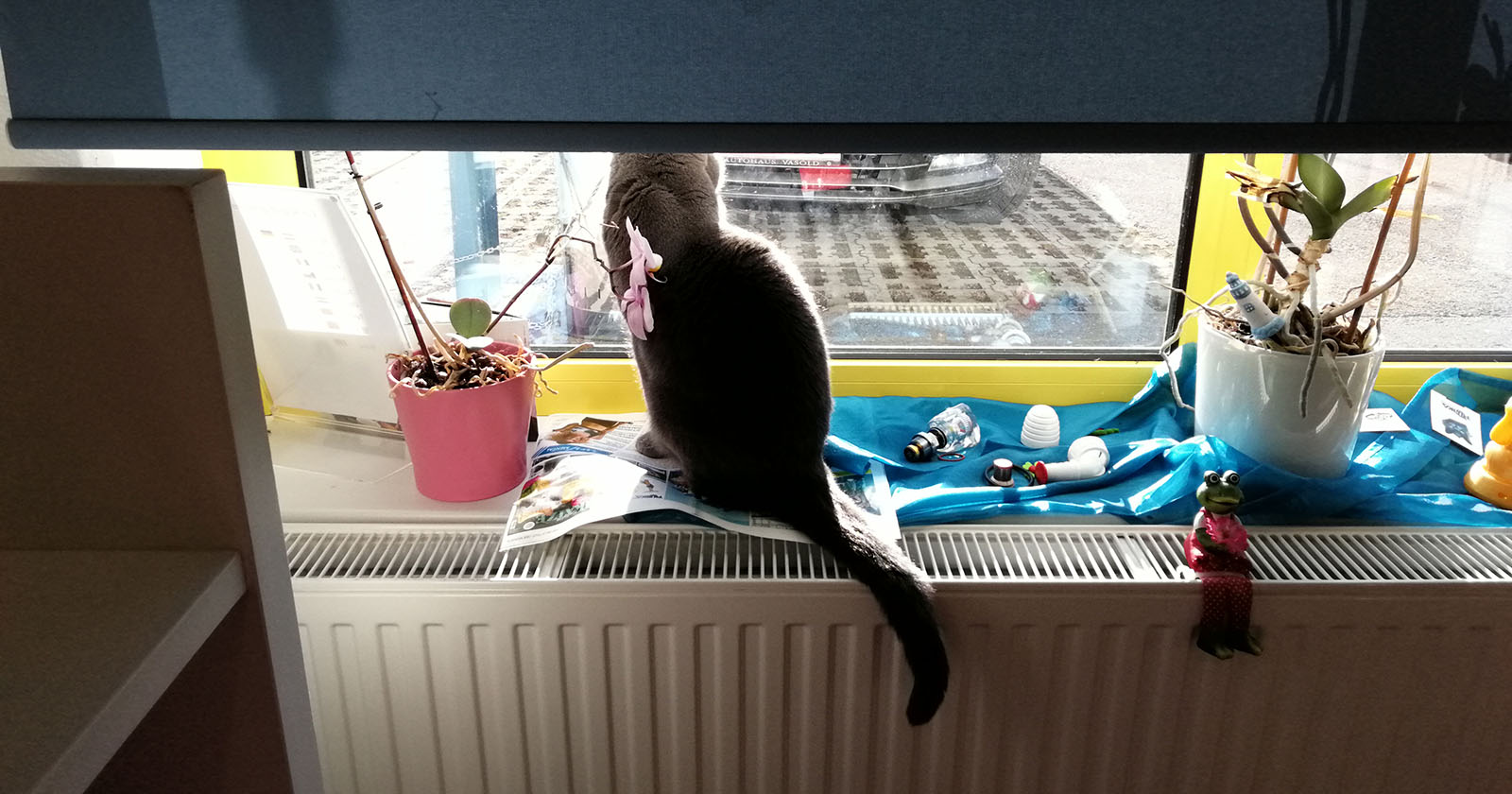 Corona sitzt am Fenster | Credit: Lilli Platzer