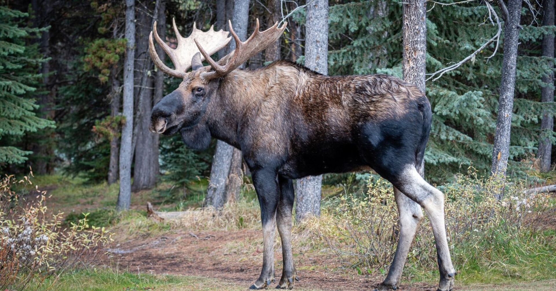 Großer brauner schwarzer Elchbulle in einem Park