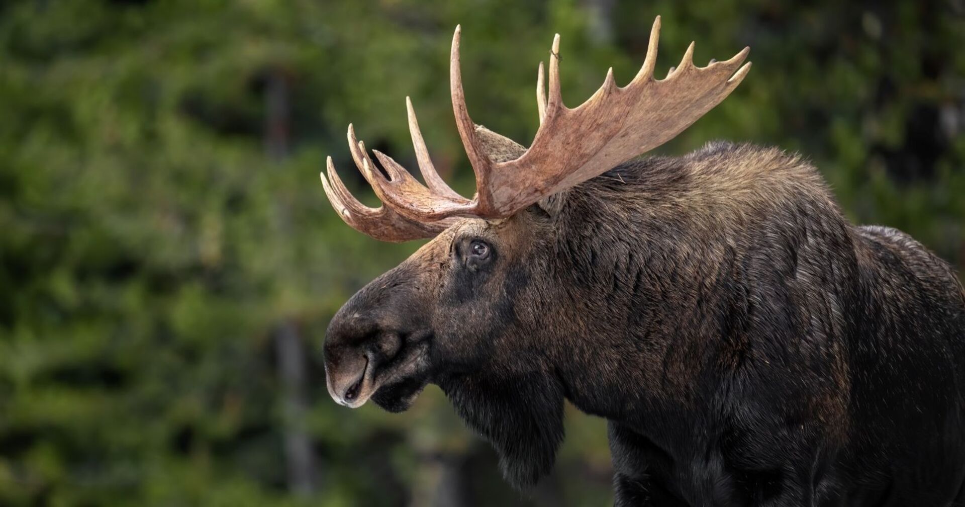 Elch im Wald in Kanada