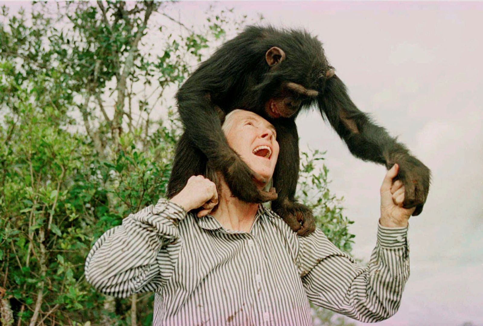 Jane Goodall mit einem Schimpansen auf den Schultern, lachend und spielerisch im direkten Kontakt inmitten grüner Natur.