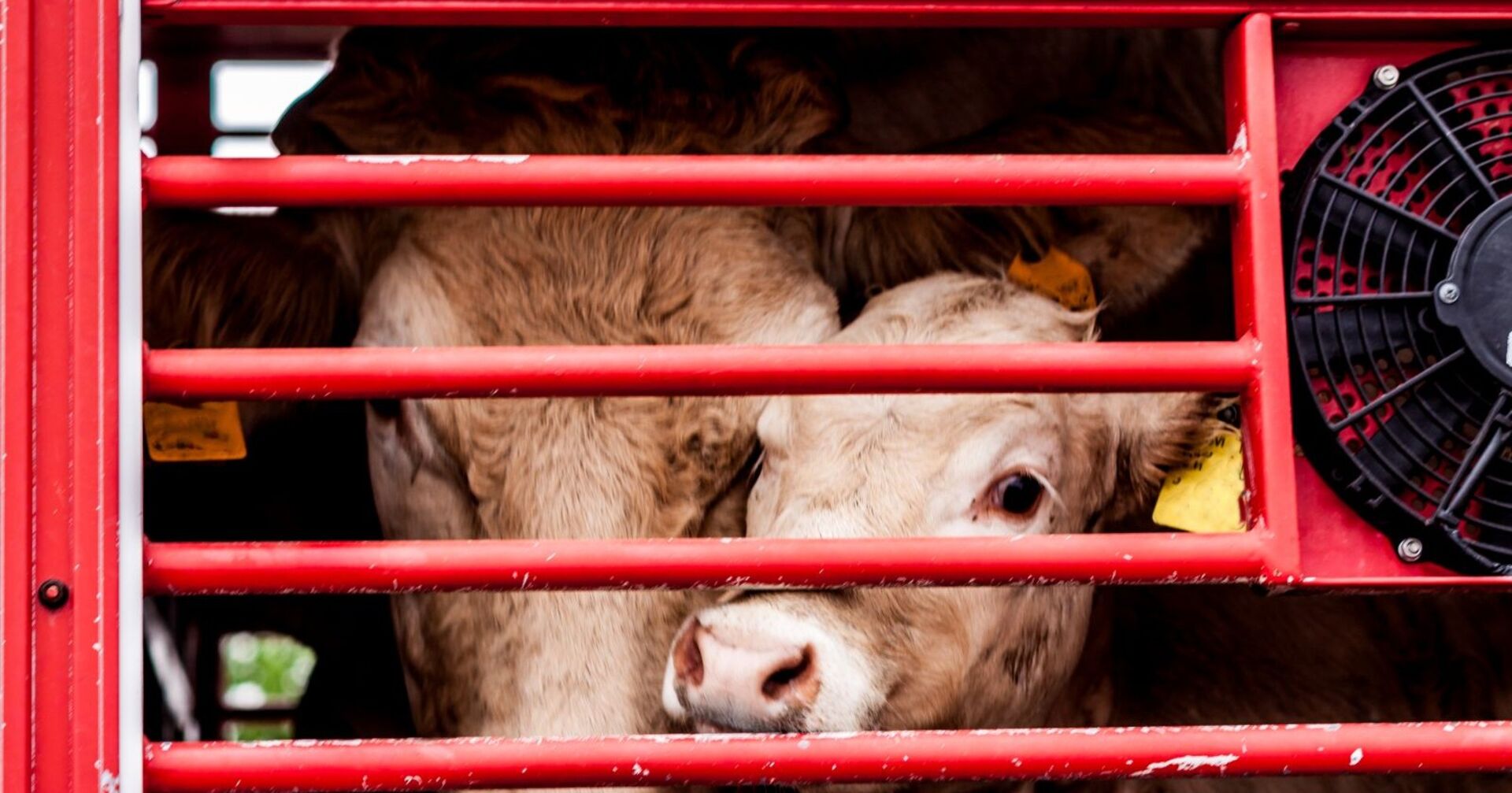 Kalb eingesperrt im LKW