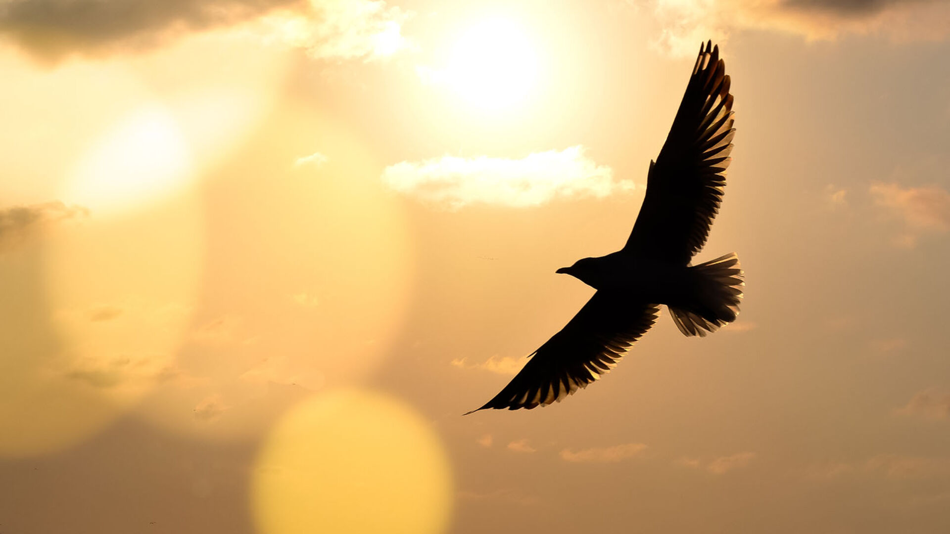Vogel im Himmel | Credit: iStock.com/NoonVirachada