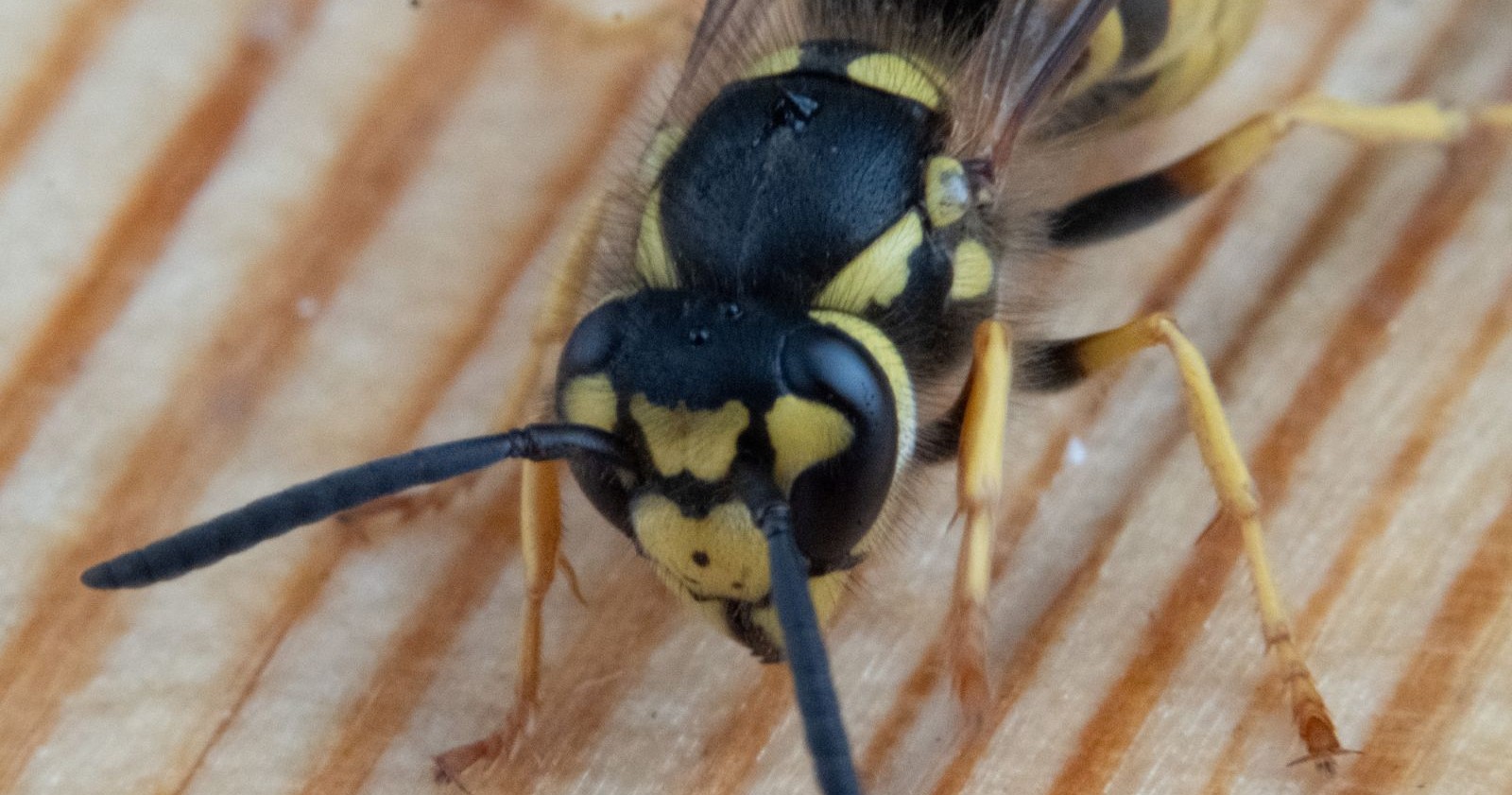 Nahaufnahme einer Erdwespe auf Holz – Symbolbild zum Wespenangriff auf eine Schulklasse in Volders, Tirol.