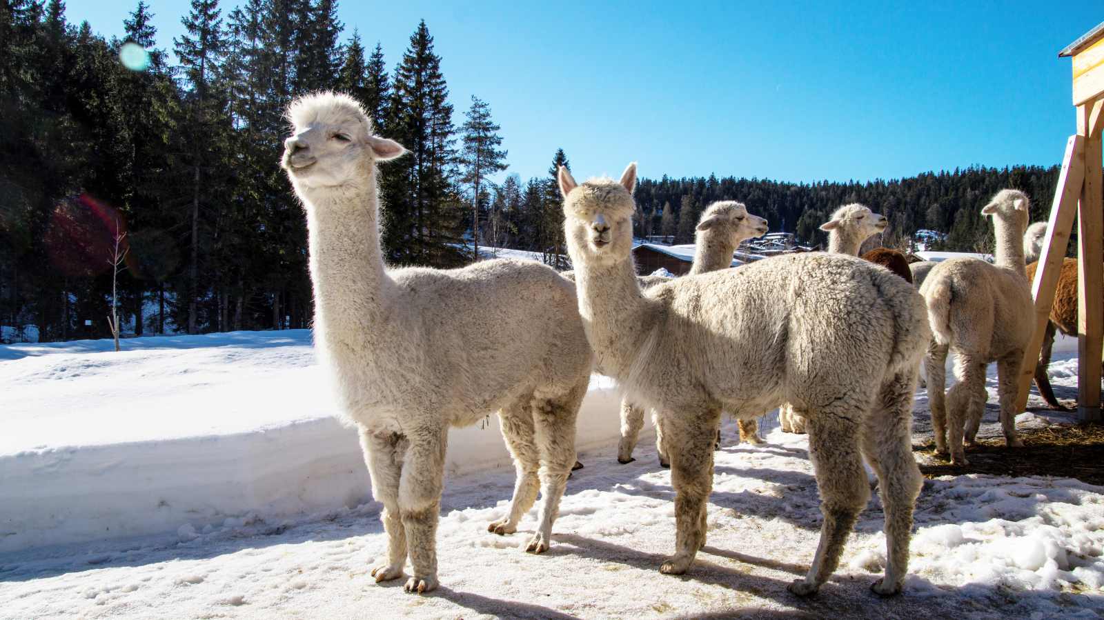 Gruppe von Alpakas steht auf einer verschneiten Wiese am Waldrand; die Tiere schauen neugierig in die Kamera, während die Wintersonne die Szene beleuchtet.