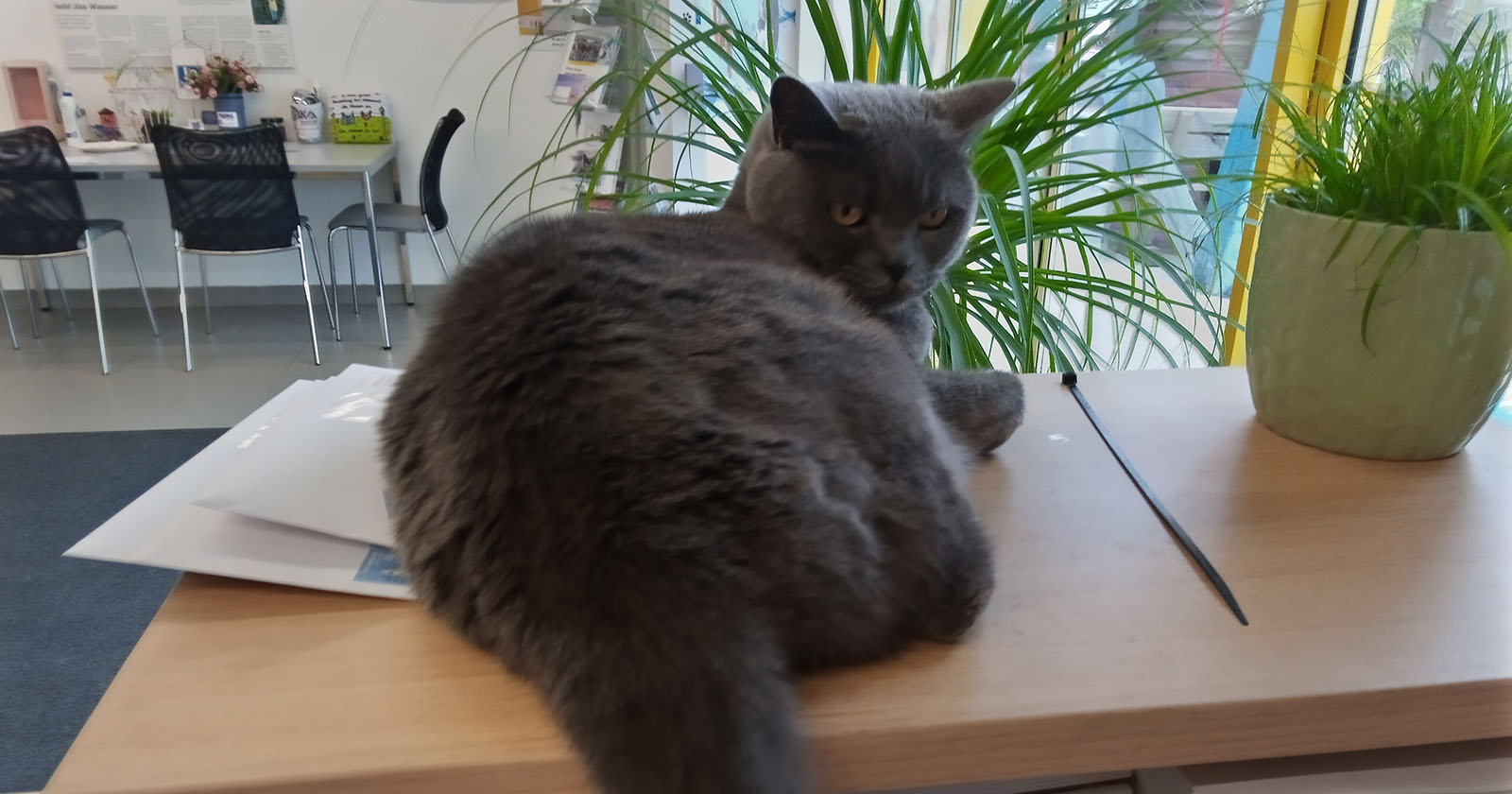 Corona sitzt auf Schreibtisch | Credit: Lilli Platzer