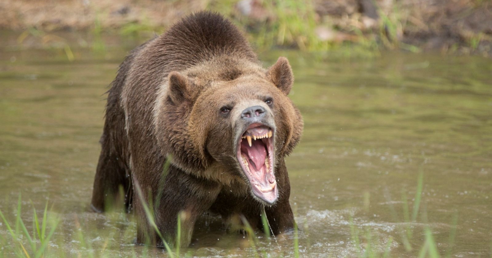 Grizzlybär mit geöffnetem Maul in einem Teich