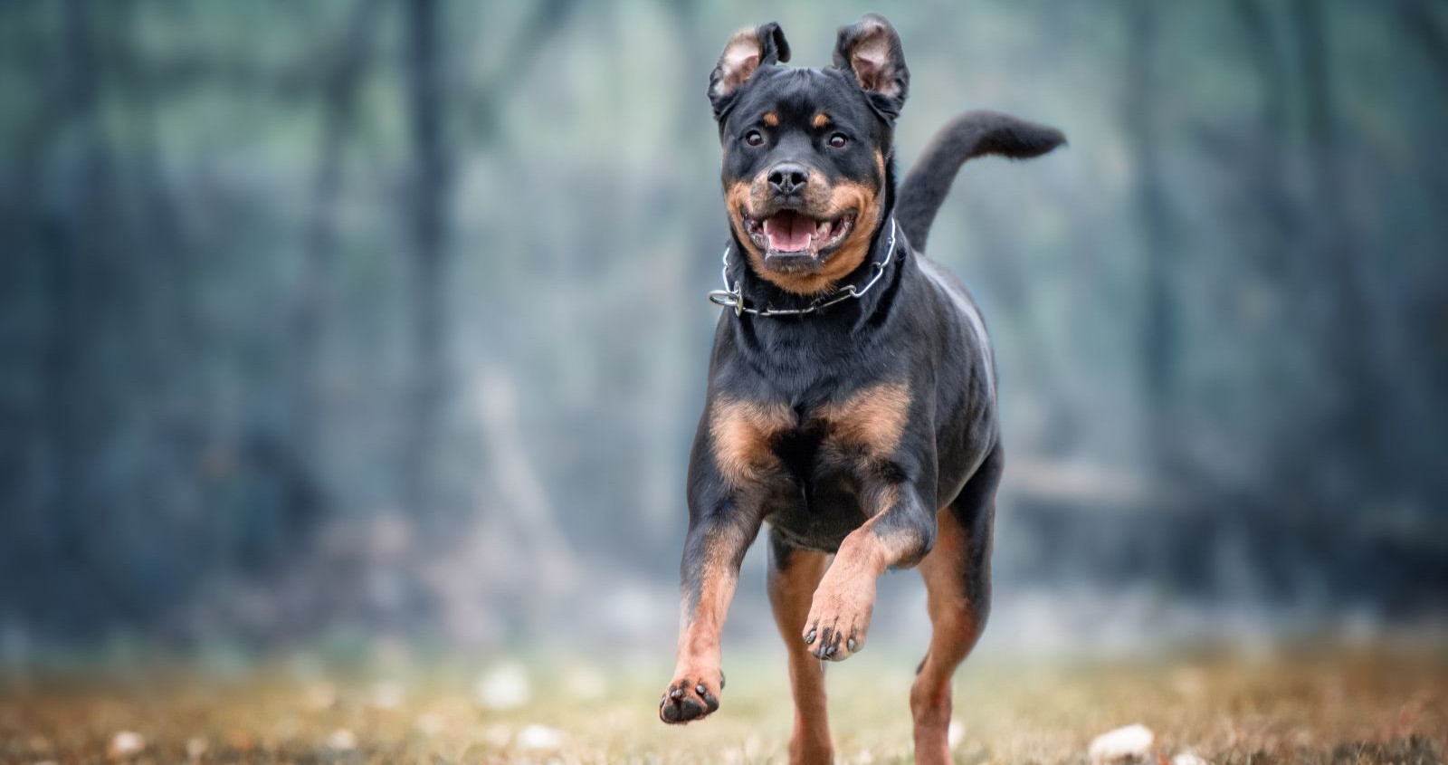 Ein Rottweiler läuft über eine Wiese.