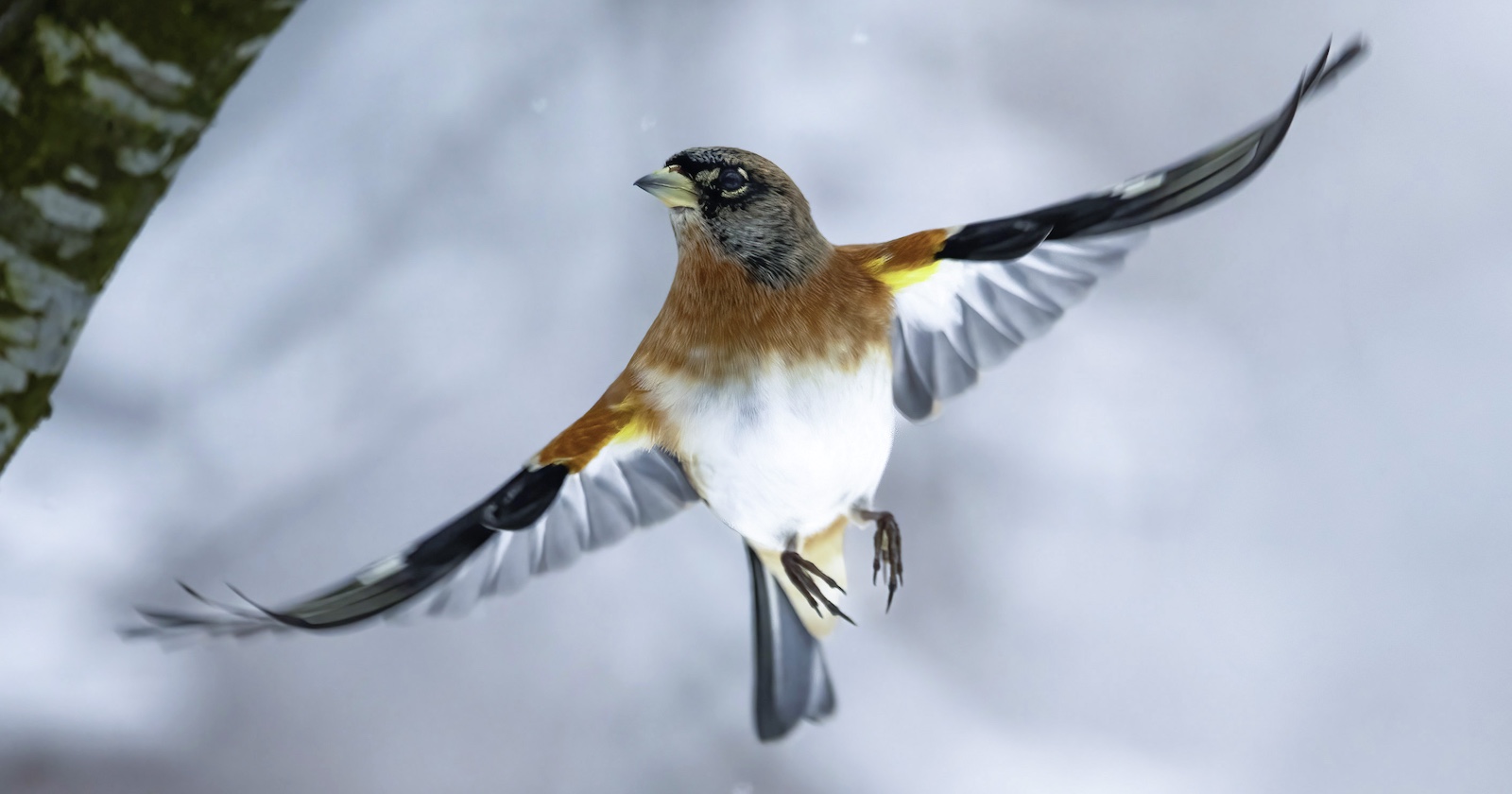 Bergfink im Flug
