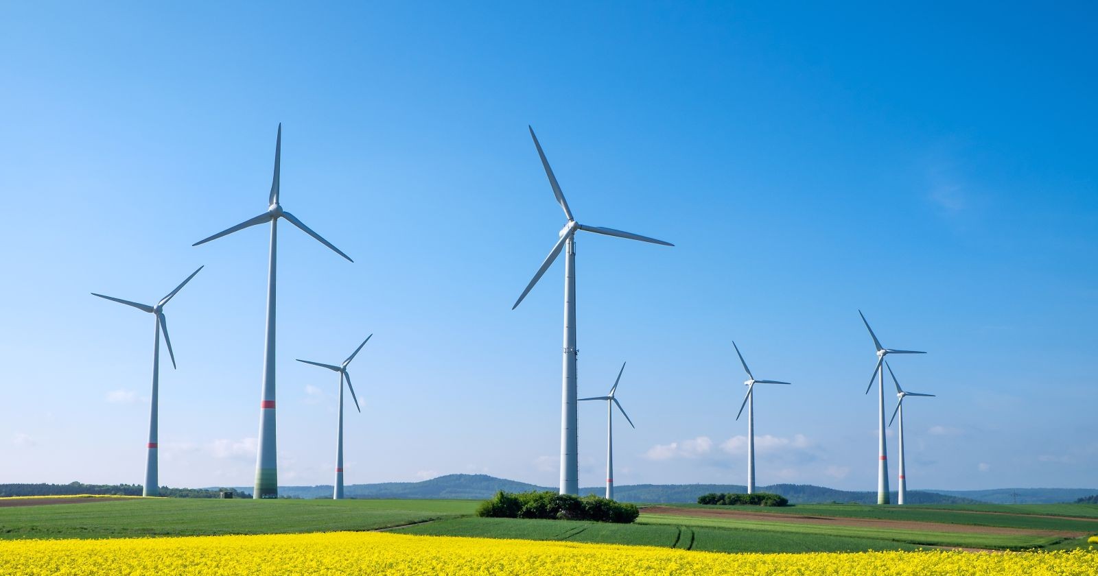 Mehrere Windräder stehen in einem Rapsfeld bei Sonnenschein