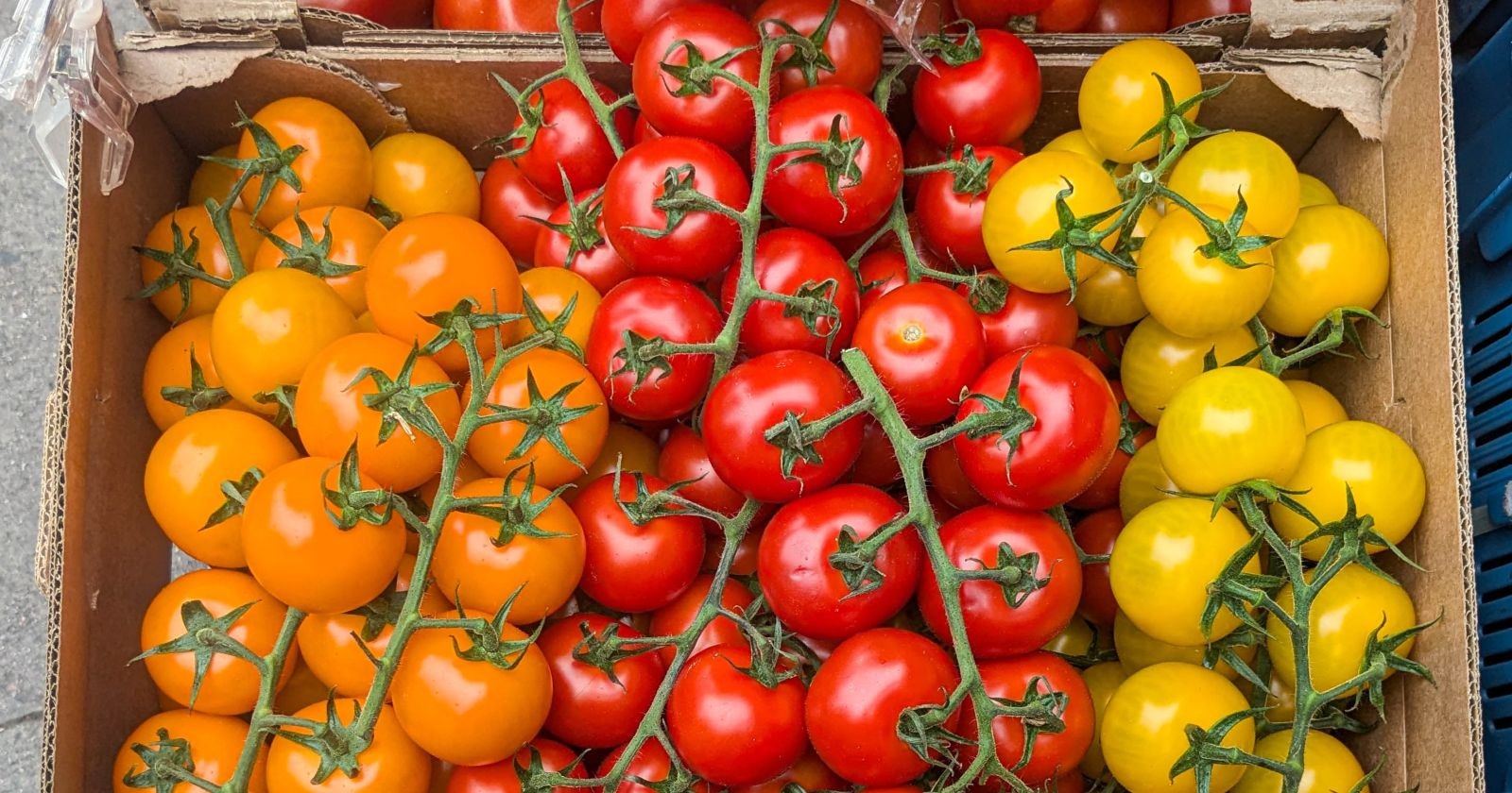 Nahaufnahme von reifen roten, orangefarbenen und gelben Kirschtomaten mit frischen grünen Stielen