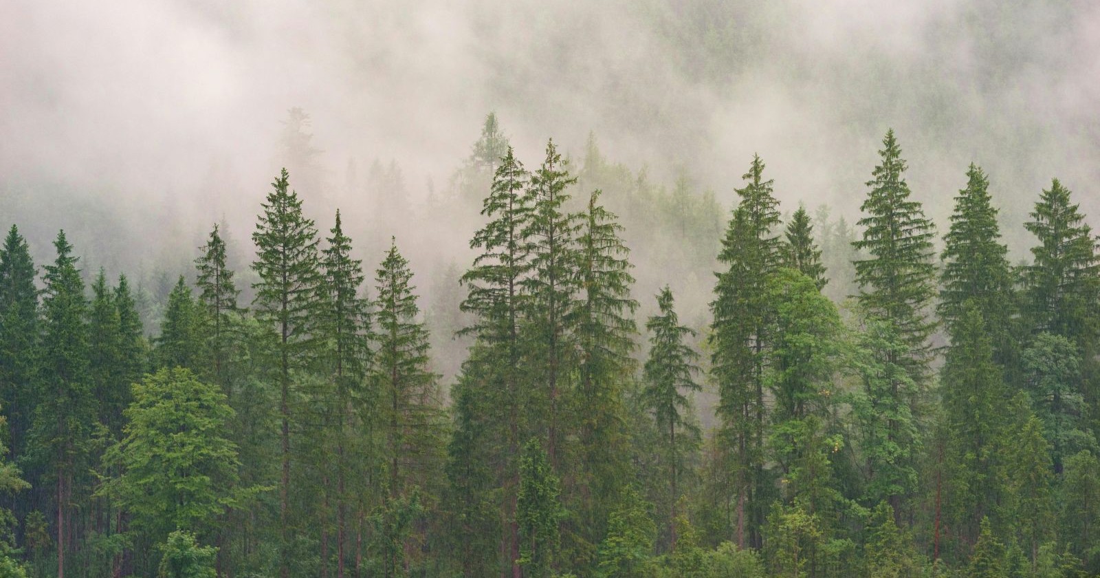 Wald im Nebel