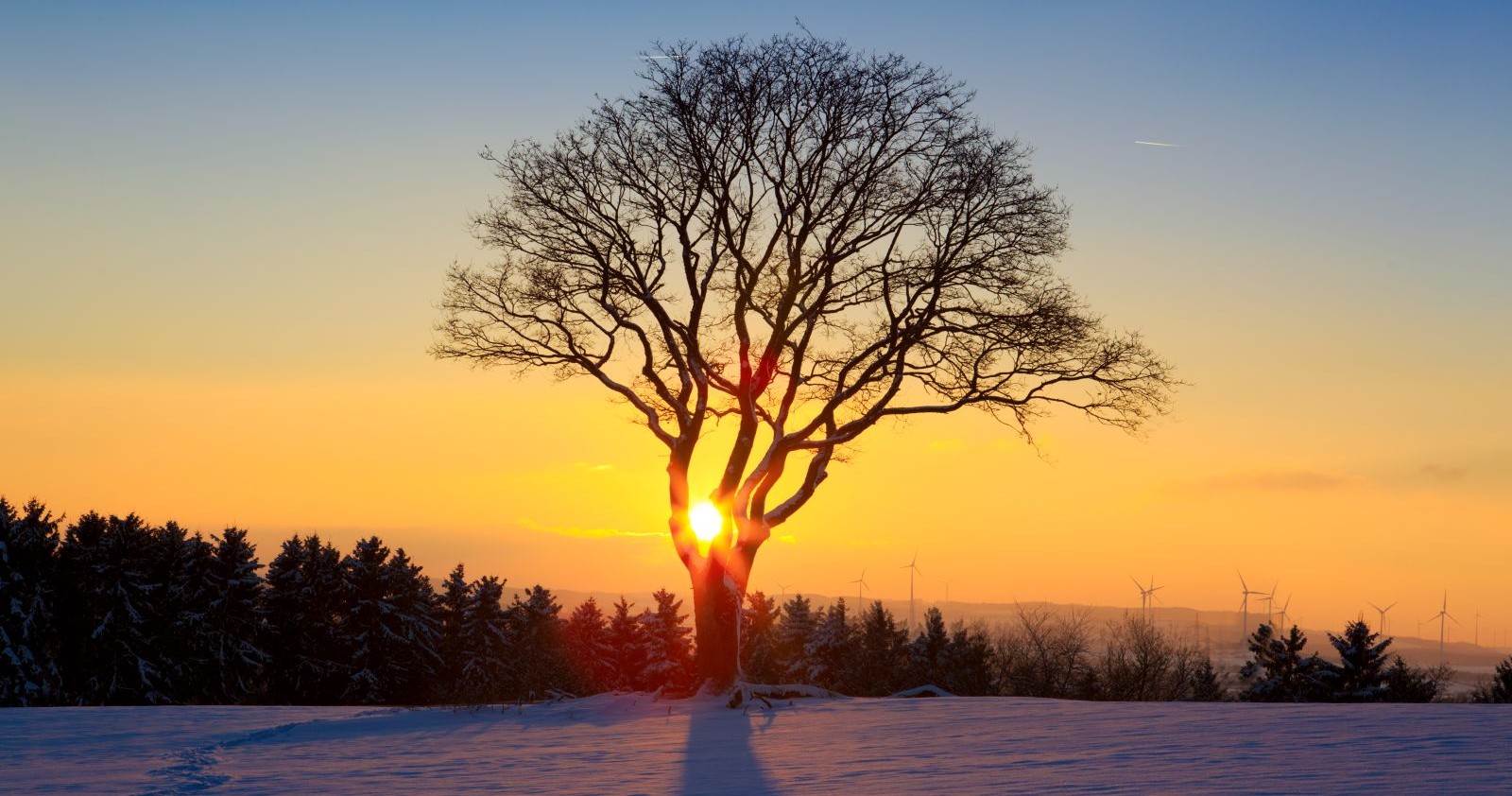 Ein Baum bei Sonnenuntergang im Winter.